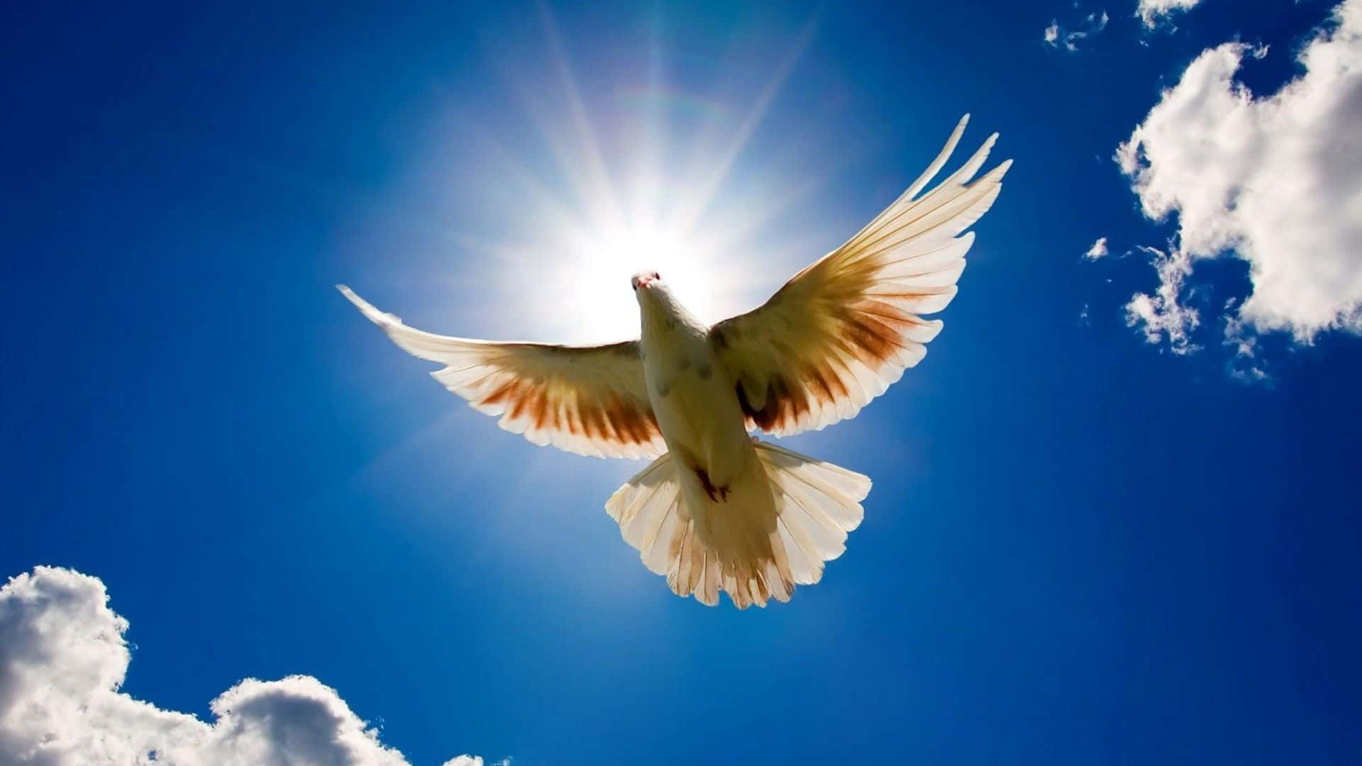 Dove 桌布 壁紙 — 一隻白鴿展翅高飛，迎向燦爛的太陽和藍天白雲。