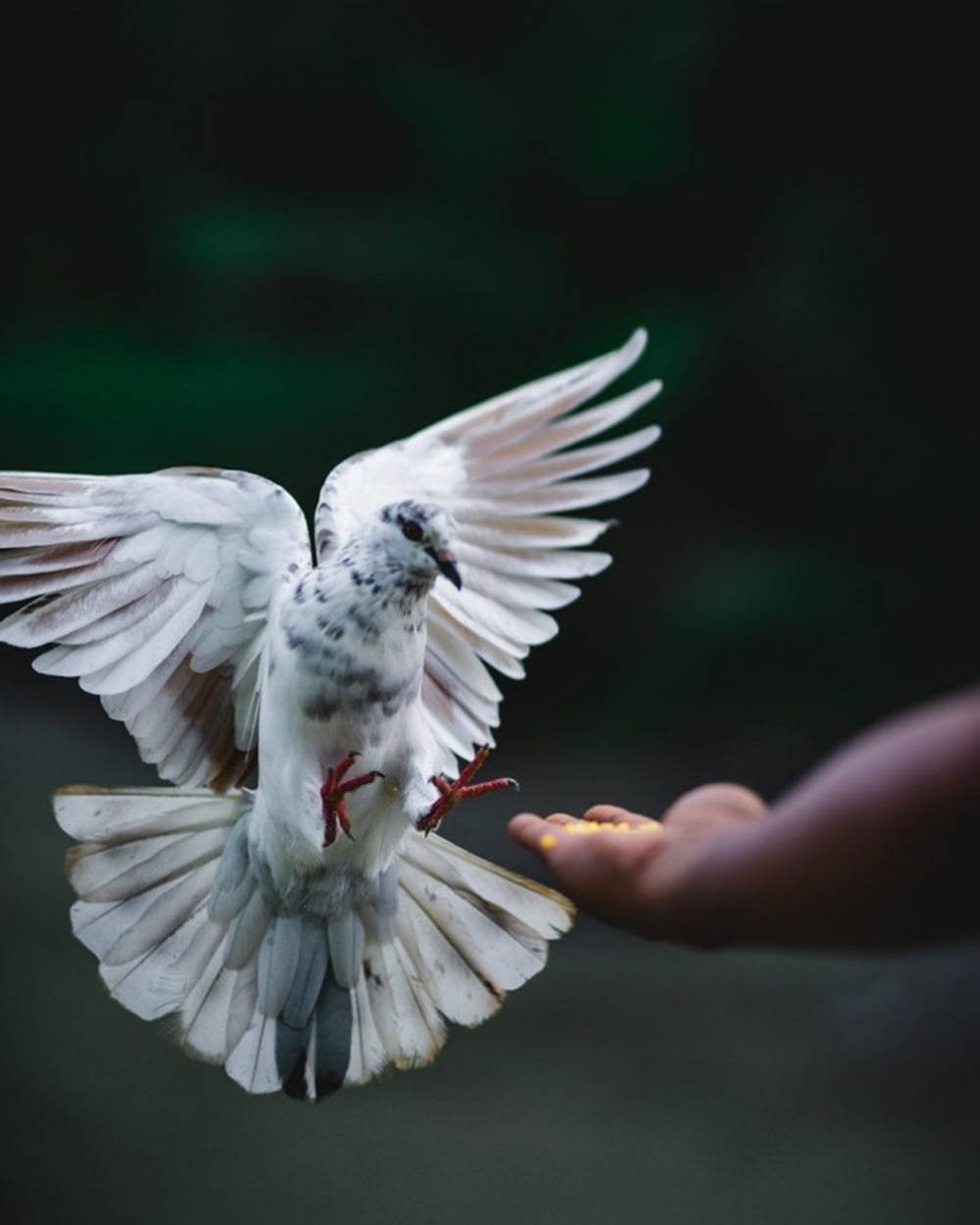 Dove 桌布 壁紙 — 一隻白鴿展開翅膀，優雅地降落在伸出的手上，手上提供黃色種子，背景是深色模糊的綠色。