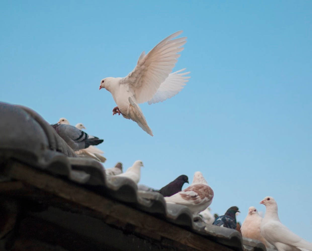 Birds Flying 桌布 壁紙 — 一隻白鴿從瓦片屋頂起飛，映襯著清澈的藍天，其他鴿子則在下方棲息。