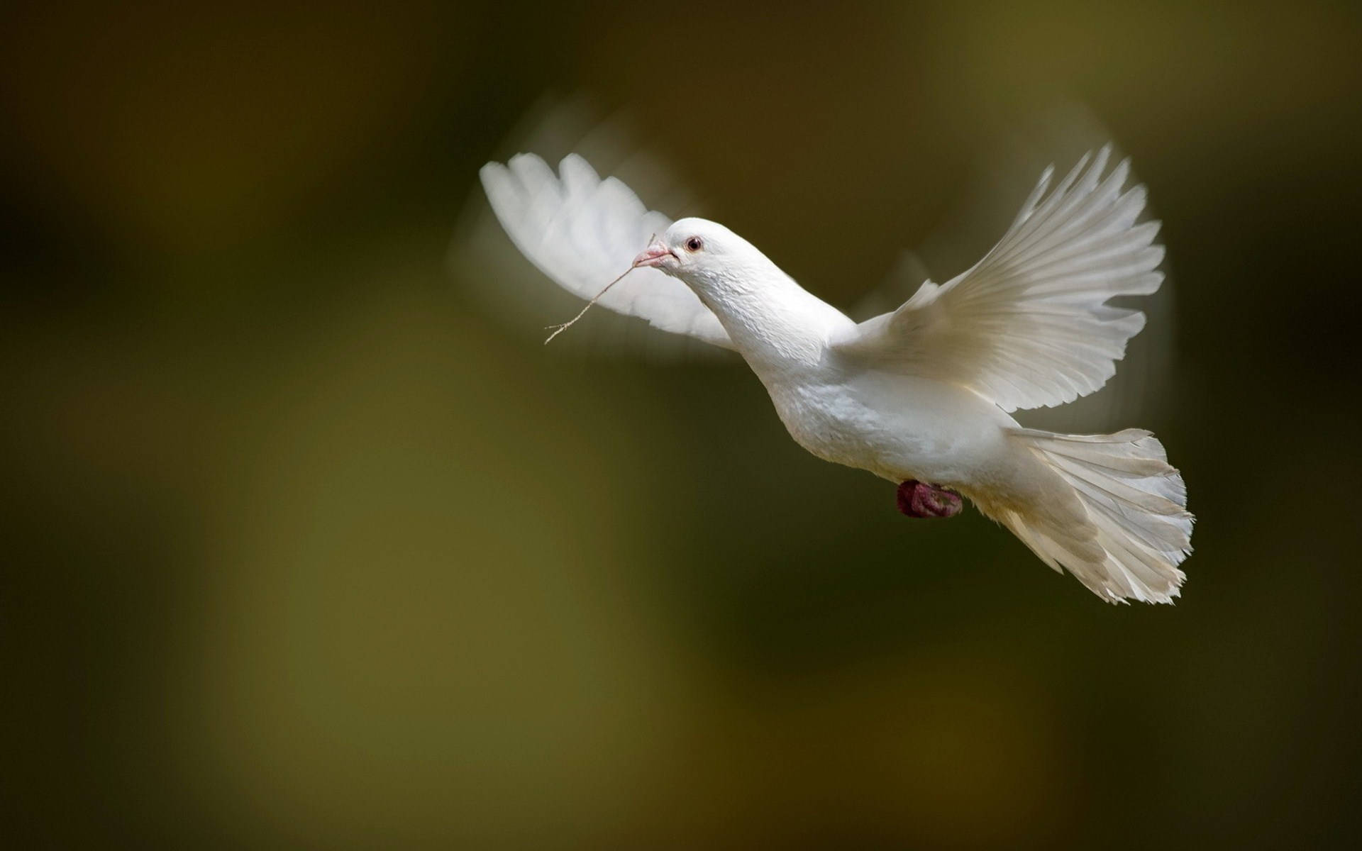 鳥 桌布 壁紙 — 一隻白鴿正在飛行，喙中叼著一根小樹枝，背景是柔和模糊的綠色。