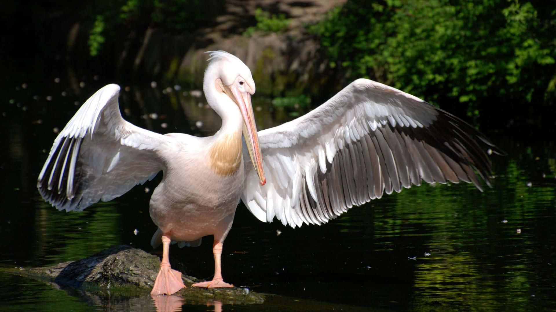 Pelicans 桌布 壁紙 — 一隻白鵜鶘站在平靜水中的岩石上，翅膀張開，背景是茂密的綠色樹葉。