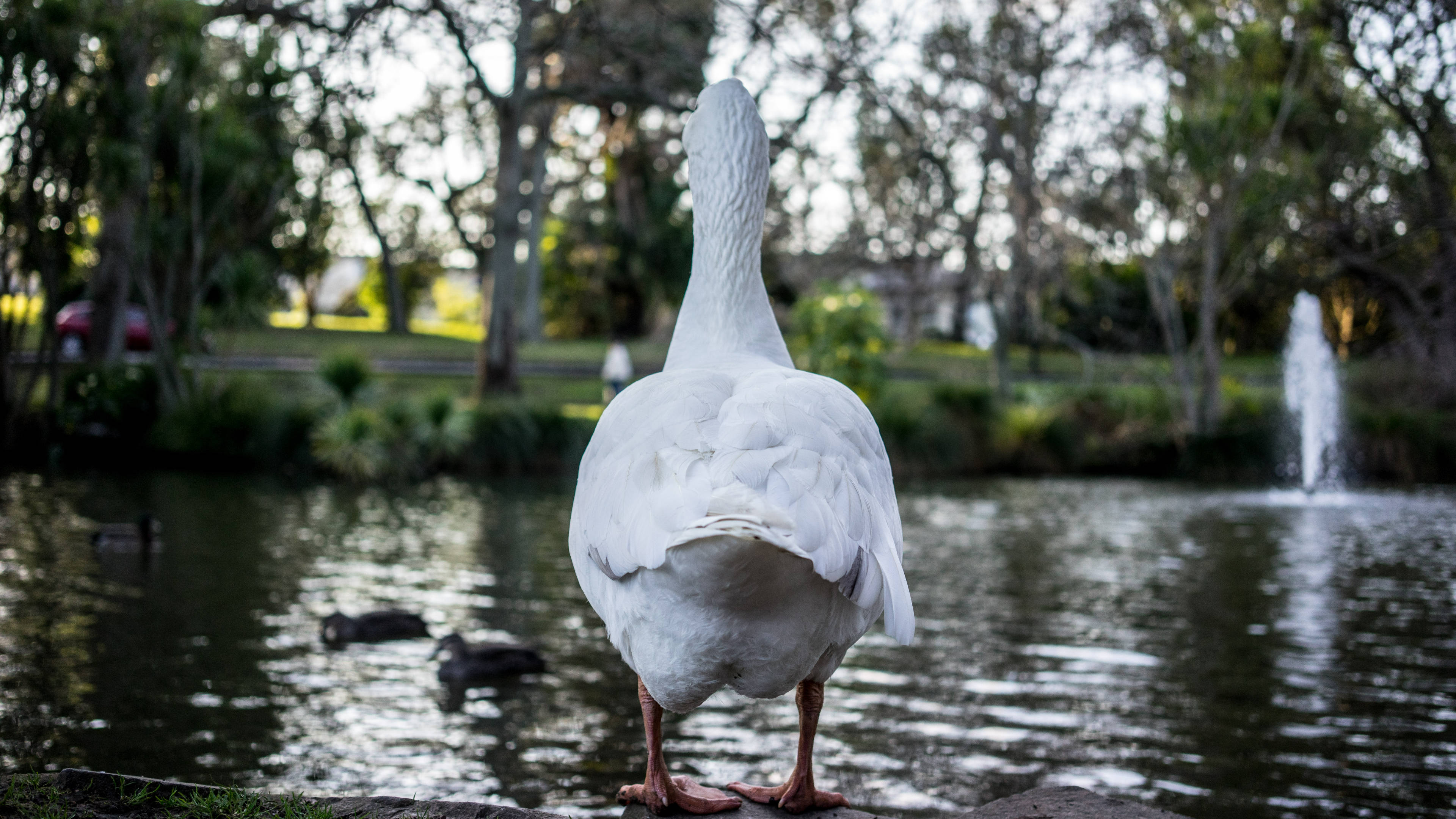 White Duck 桌布 壁紙 — 一隻白鵝優雅地站在池塘邊，背後有噴泉在柔和日光下噴水。