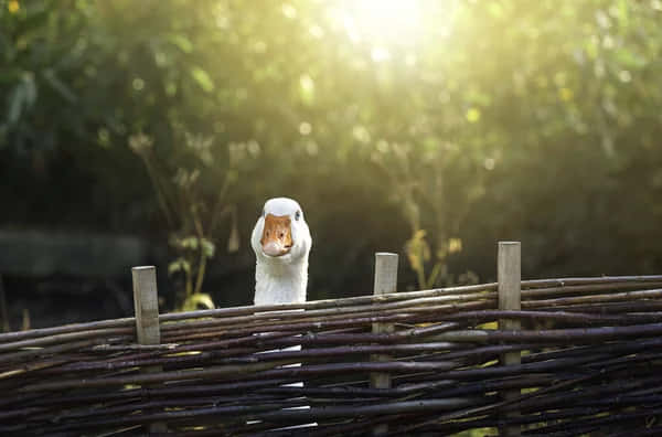 動物 桌布 壁紙 — 一隻白鵝從樸素的編織籬笆上探出頭來，金色的陽光透過背後茂密的綠葉灑落。