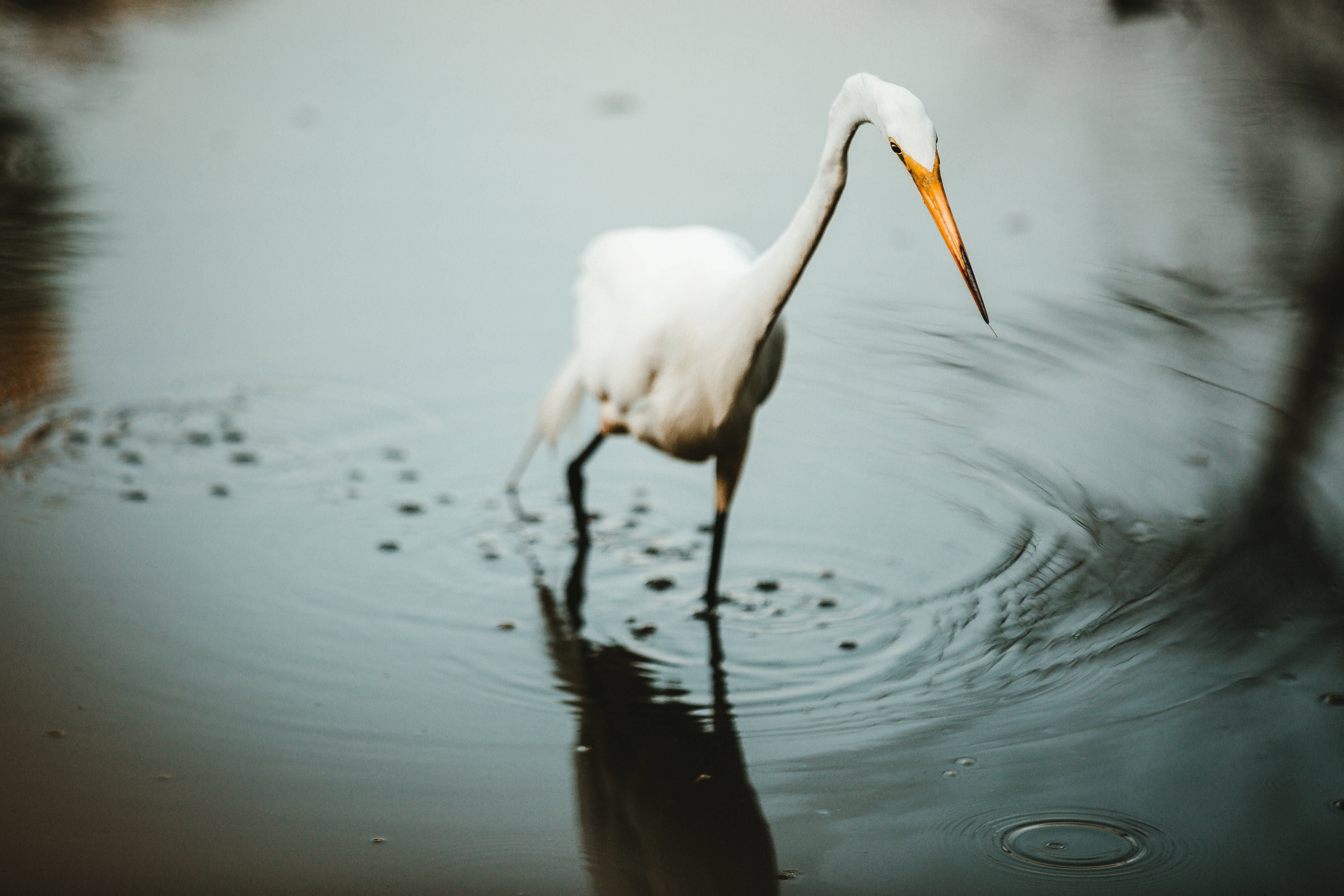 birds 桌布 壁紙 — 一隻白鷺優雅地站在淺水中，在纖細的腿周圍泛起輕柔的漣漪。