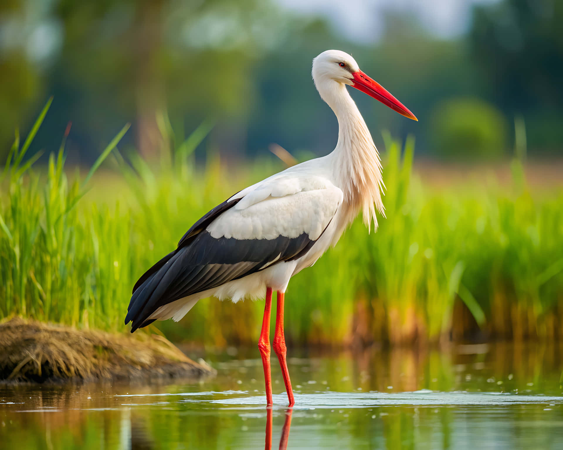 白鸛，紅色喙和腿，站在水中，周圍是綠色蘆葦 — 鳥 壁紙