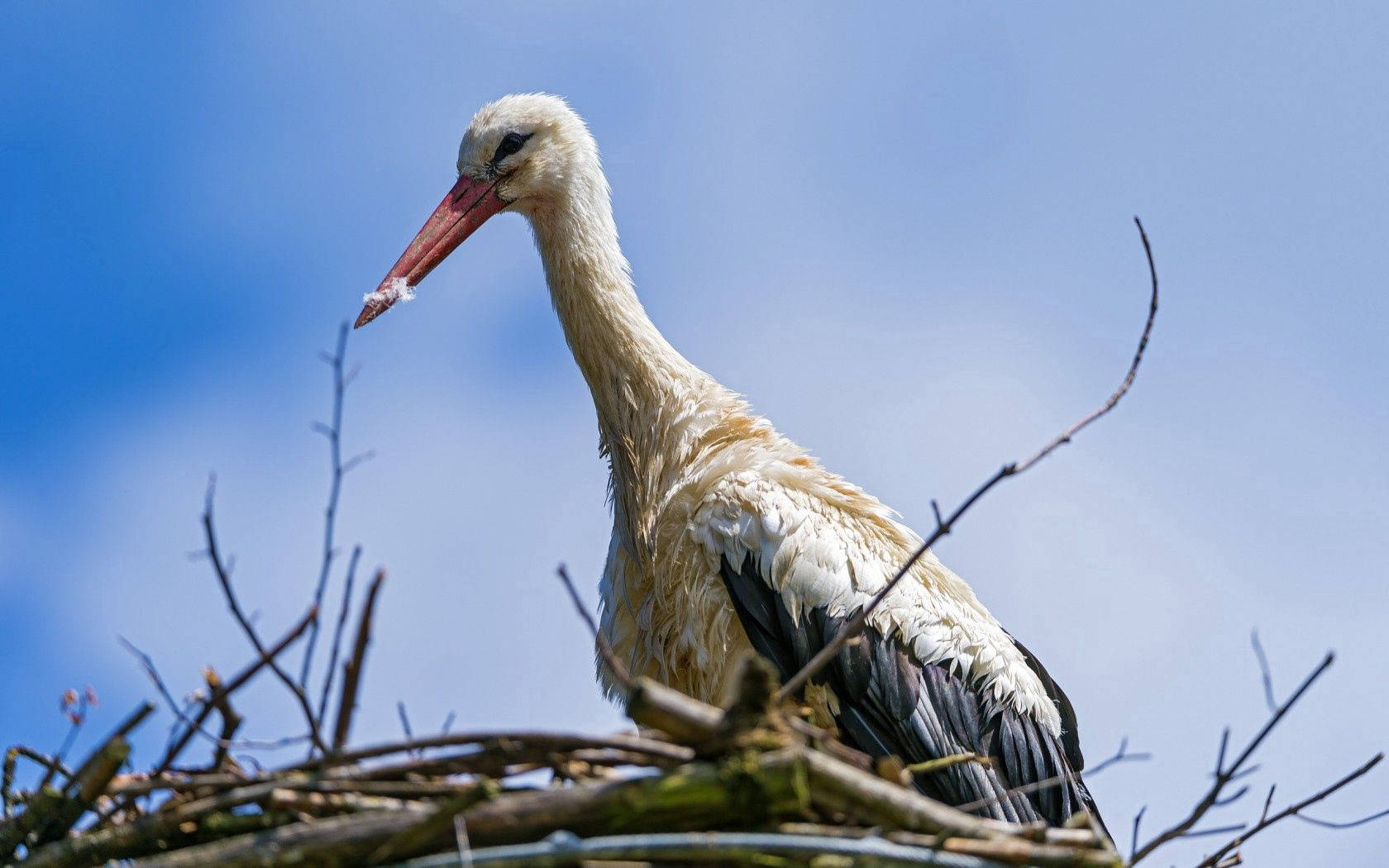birds 桌布 壁紙 — 一隻白鸛威嚴地棲息在樹枝巢上，背景是清澈的藍天，嘴裡叼著一條小魚。