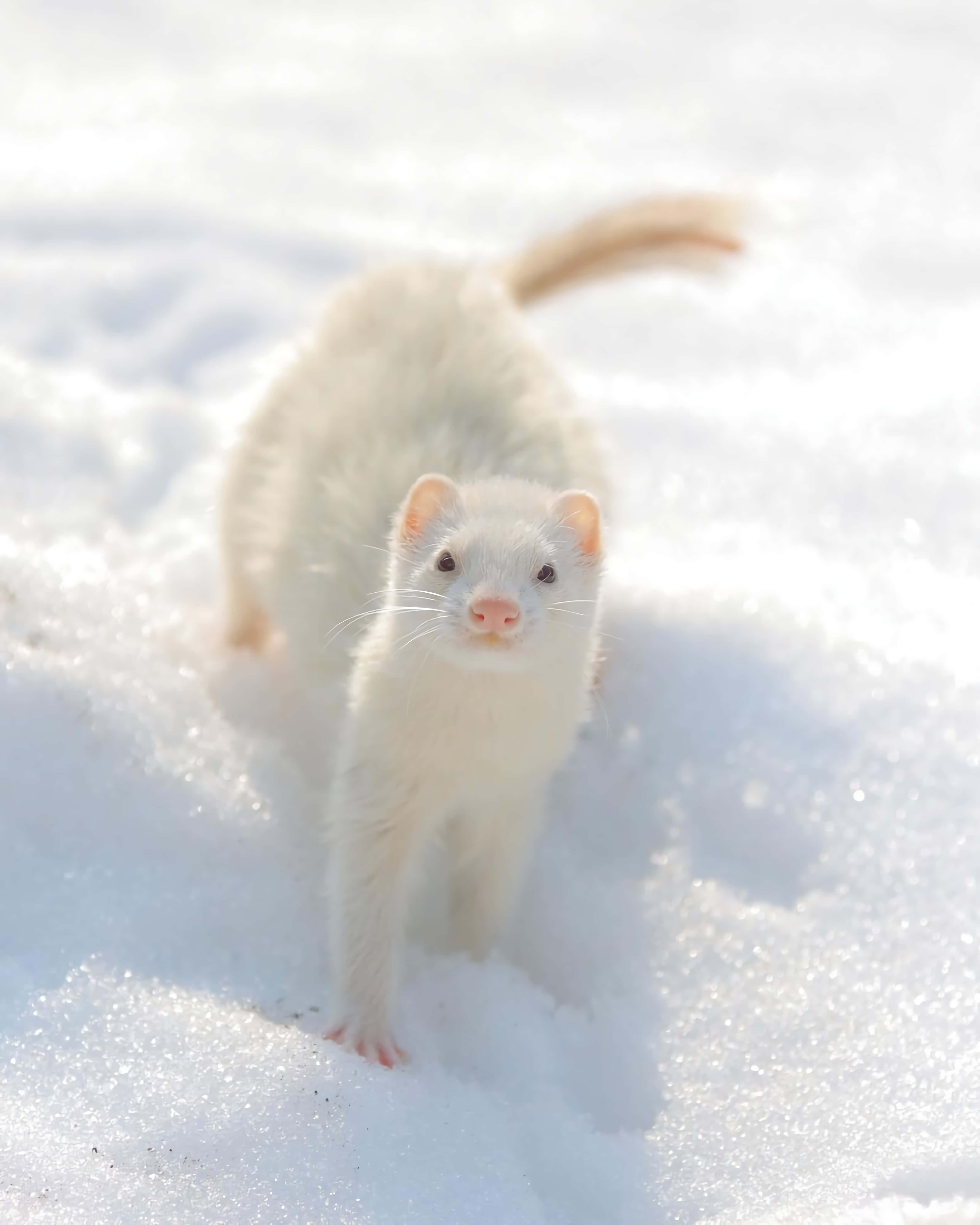 Ferret 桌布 壁紙 — 一隻白鼬在明亮的雪中警覺地站立，粉紅色的鼻子和深色的眼睛與冬季背景形成對比。