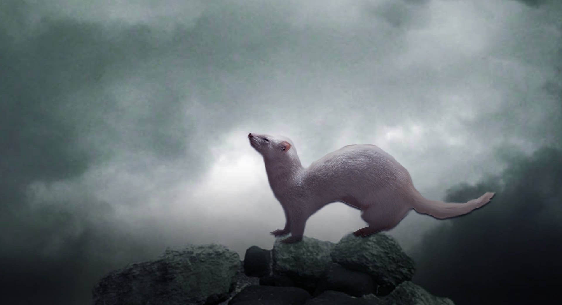 Ferret 桌布 壁紙 — 一隻白鼬站在長滿苔蘚的岩石上，背景是陰沉灰暗、充滿旋轉雲層的天空。