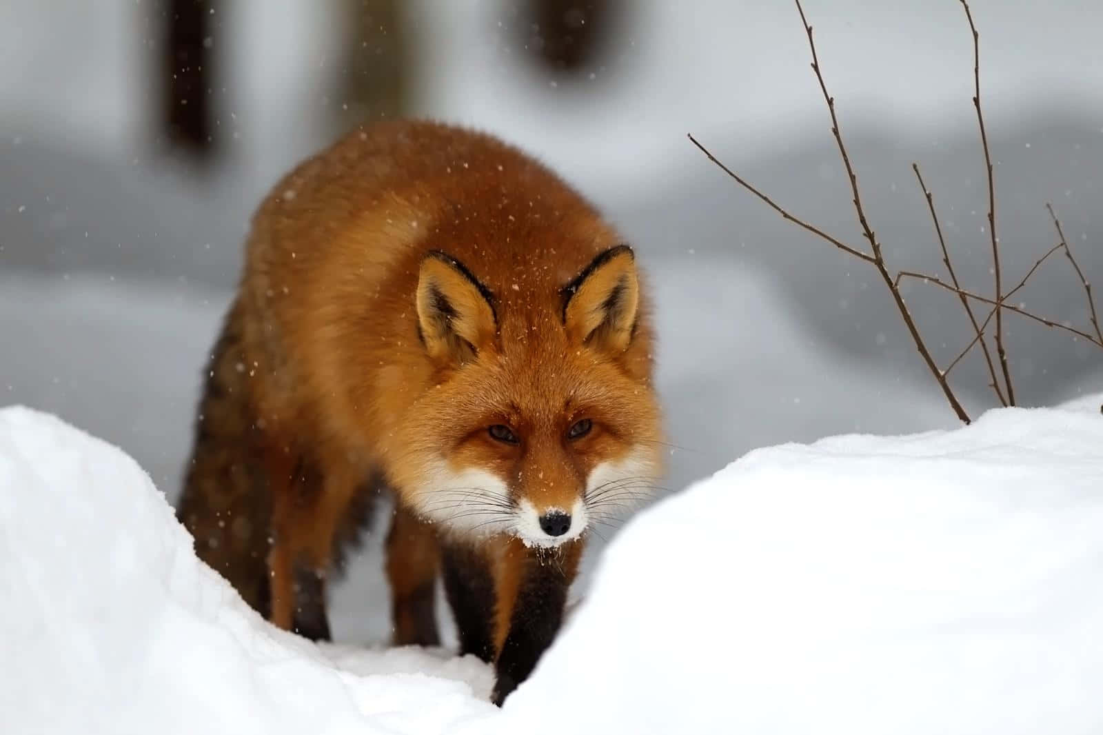 動物 桌布 壁紙 — 一隻白鼻黑耳尖的紅狐在深雪中警覺地站立，雪花在牠周圍飄舞。