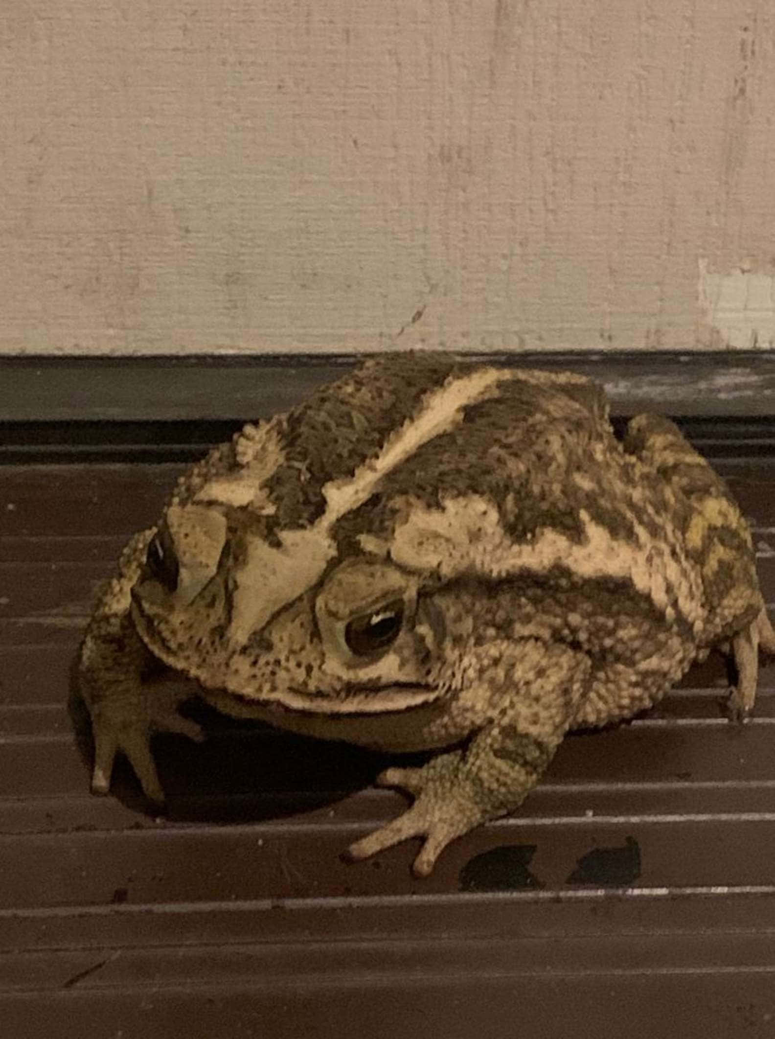 Frog 桌布 壁紙 — 一隻皮膚凹凸不平、呈棕色和米色的大蟾蜍，坐在深色金屬表面上，背景是風化的牆壁。