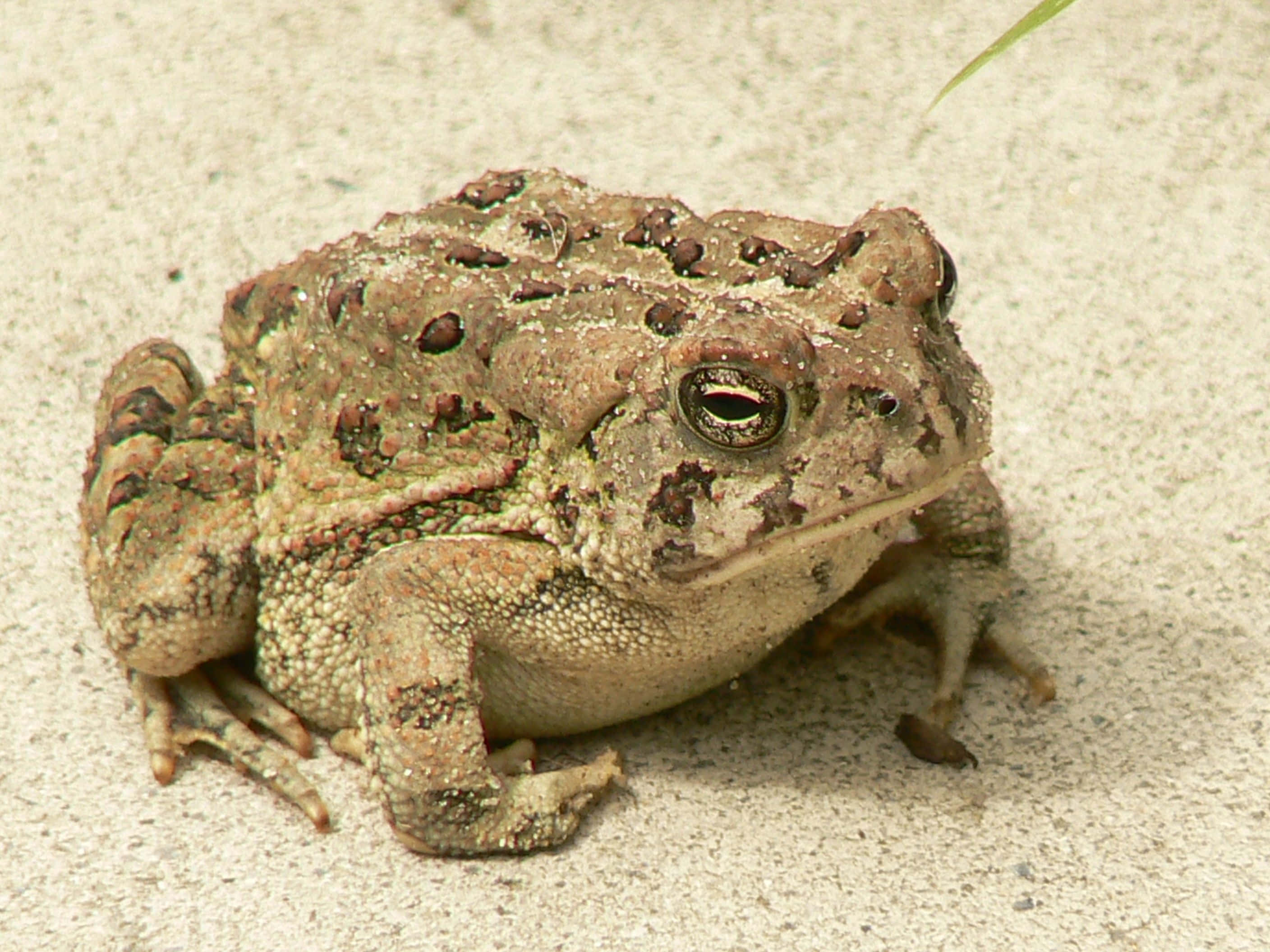 toad 桌布 壁紙 — 一隻皮膚凹凸不平、帶有深色斑點的紋理蟾蜍的特寫，在淺灰色混凝土上休息。
