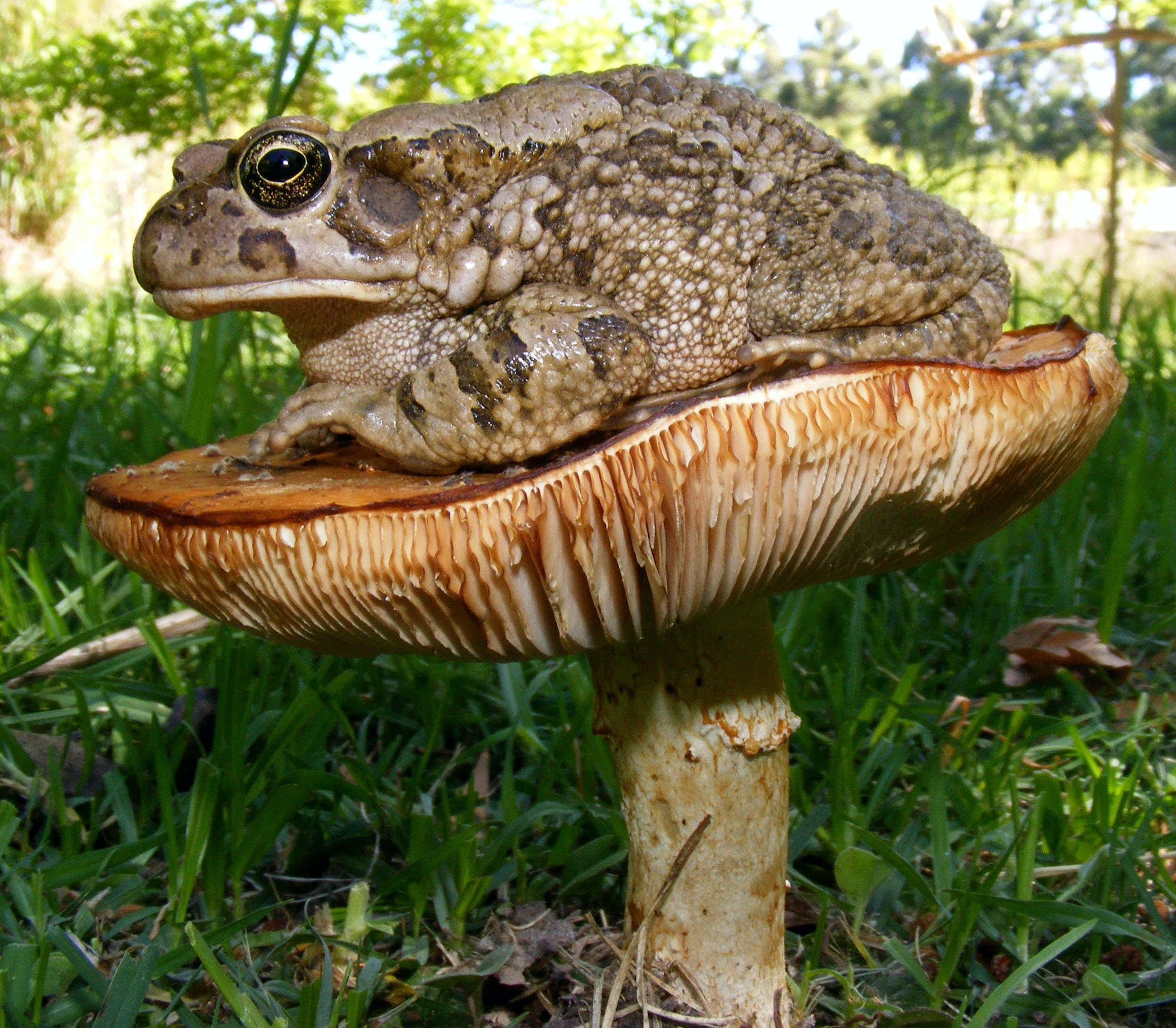 Frog 桌布 壁紙 — 一隻皮膚凹凸不平的棕色蟾蜍棲息在陽光明媚的草地上的一個大蘑菇上。