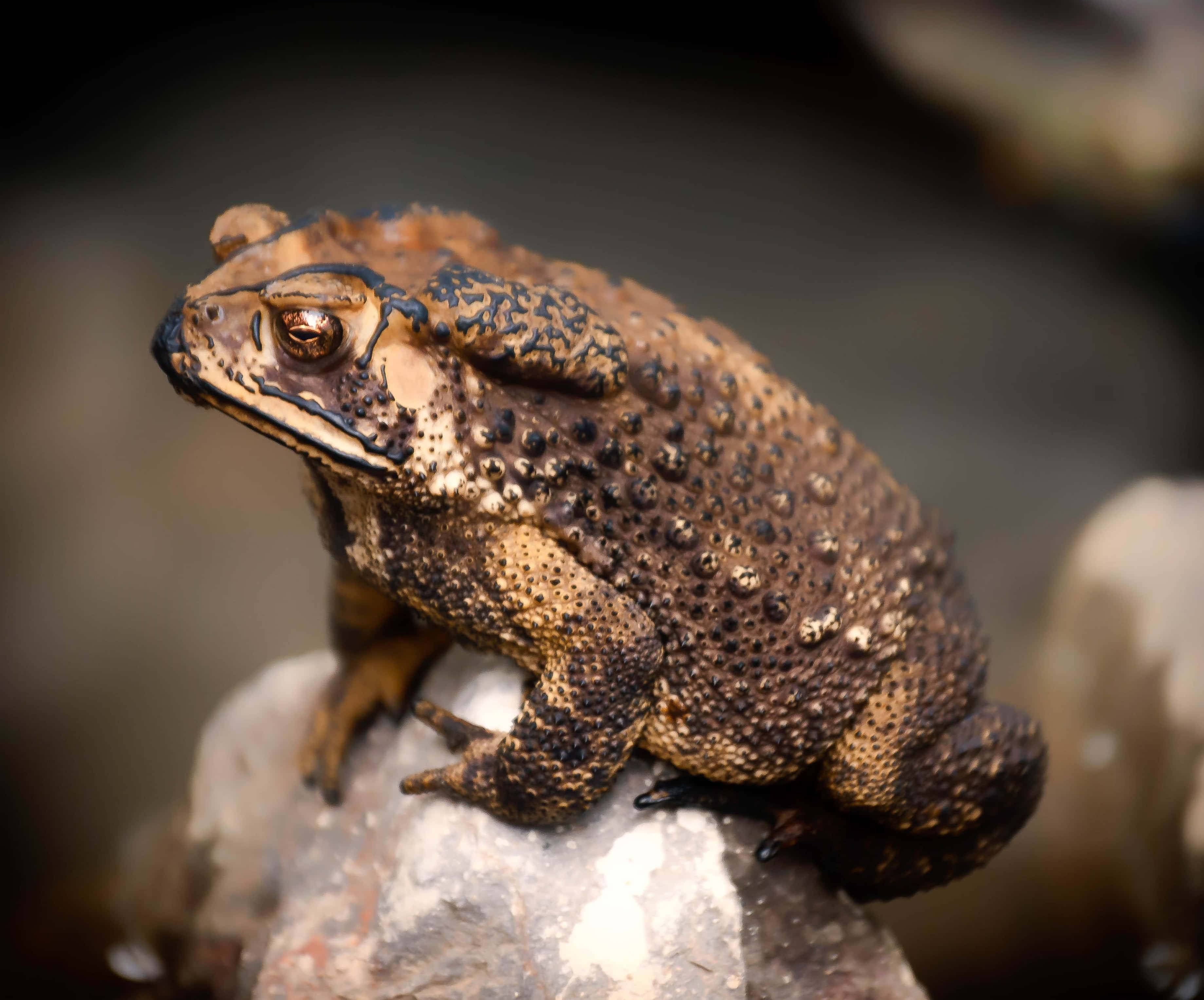 Frog 桌布 壁紙 — 一隻皮膚凹凸不平的棕色蟾蜍棲息在濕石頭上的特寫照片。