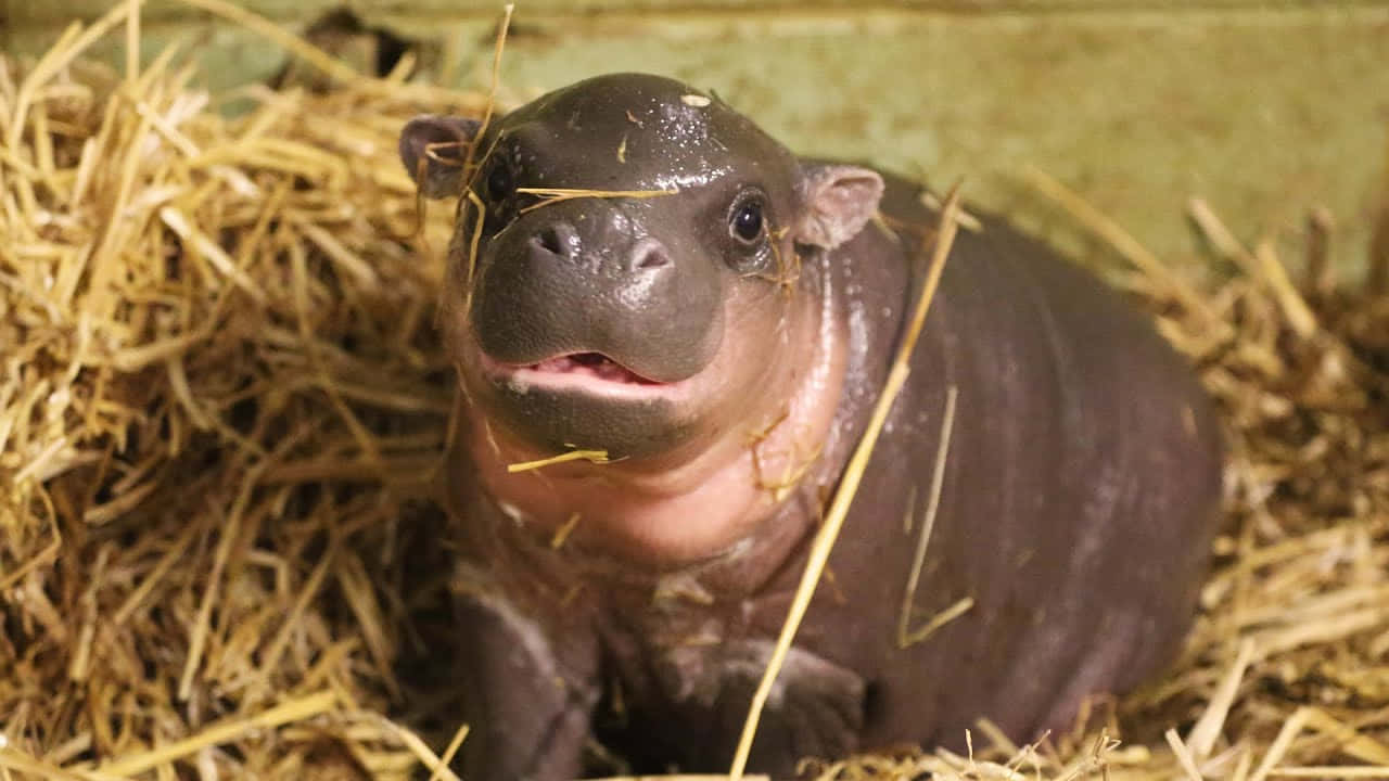 hippo 桌布 壁紙 — 一隻皮膚濕潤、嘴邊掛著乾草絲的小河馬寶寶，蜷縮在金黃色的稻草中，直視著鏡頭。