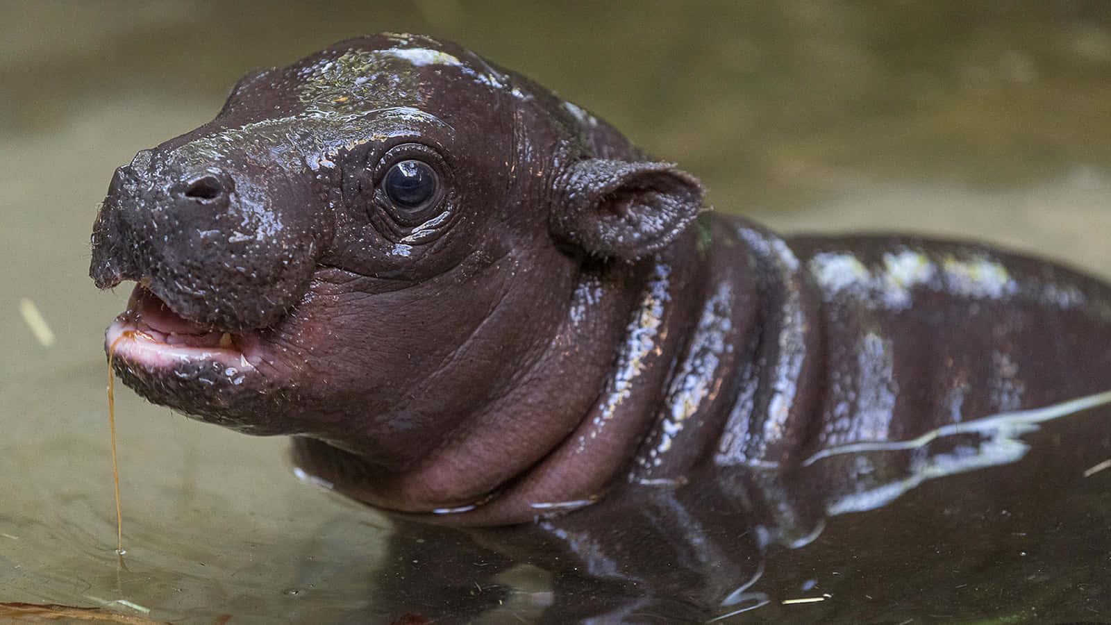 hippo 桌布 壁紙 — 一隻皮膚濕潤、張開嘴巴的幼年河馬從渾水中浮出的特寫。