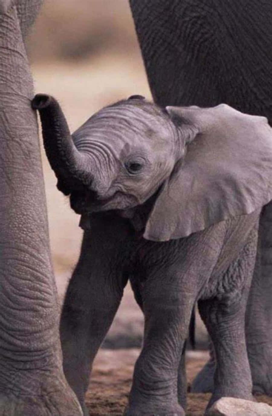 Cute Elephant 桌布 壁紙 — 一隻皮膚灰皺、耳朵細小的小象寶寶，用象鼻輕輕觸碰樹幹，站在成年大象旁邊。