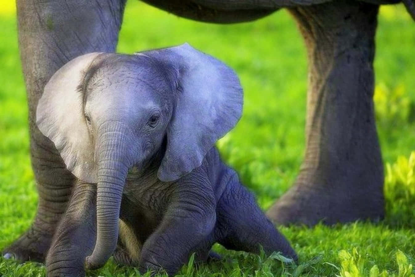 Cute Elephant 桌布 壁紙 — 一隻皮膚灰皺的小象寶寶，依偎在母親保護性的腿下，坐在充滿活力的綠草中。