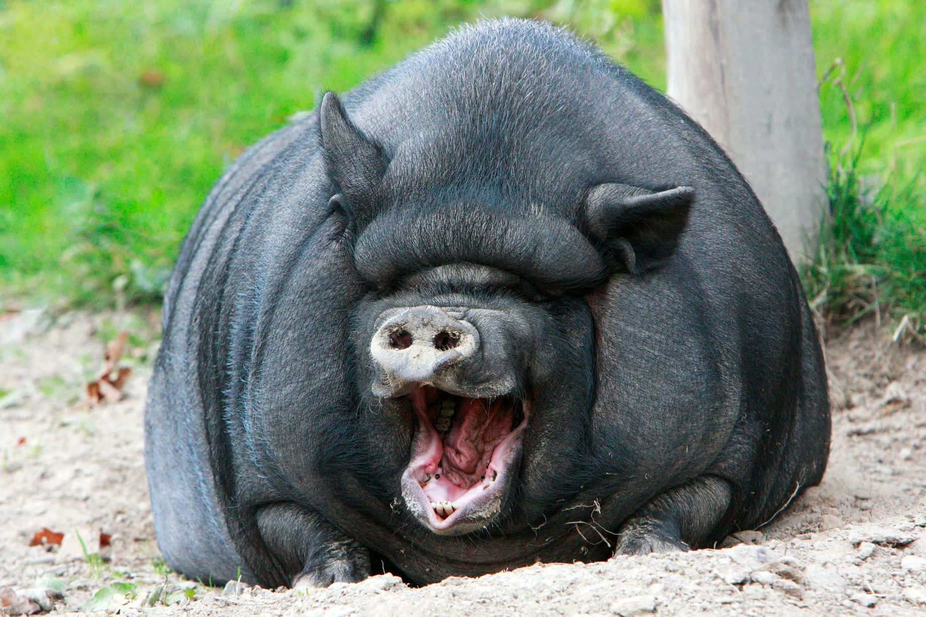 Pig 桌布 壁紙 — 一隻皮膚皺褶的大黑豬在被綠草包圍的泥土上大聲打哈欠。