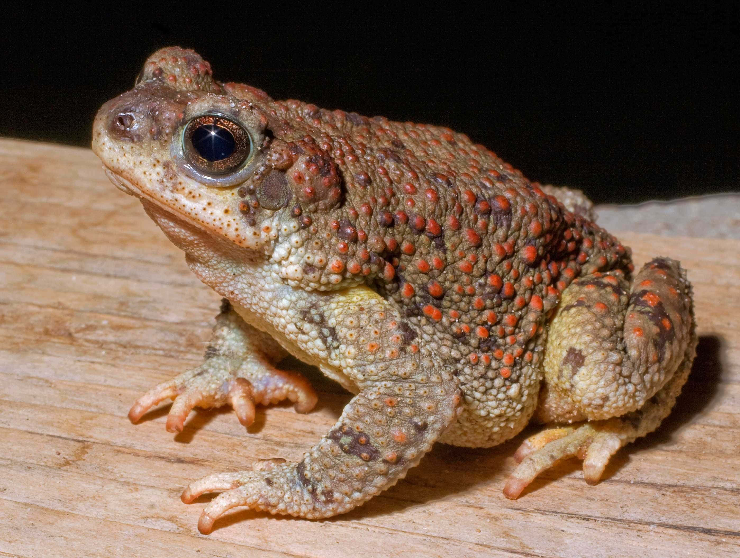 toad 桌布 壁紙 — 一隻皮膚粗糙、帶有橙色疣的蟾蜍在風化木頭上休息的特寫照片。