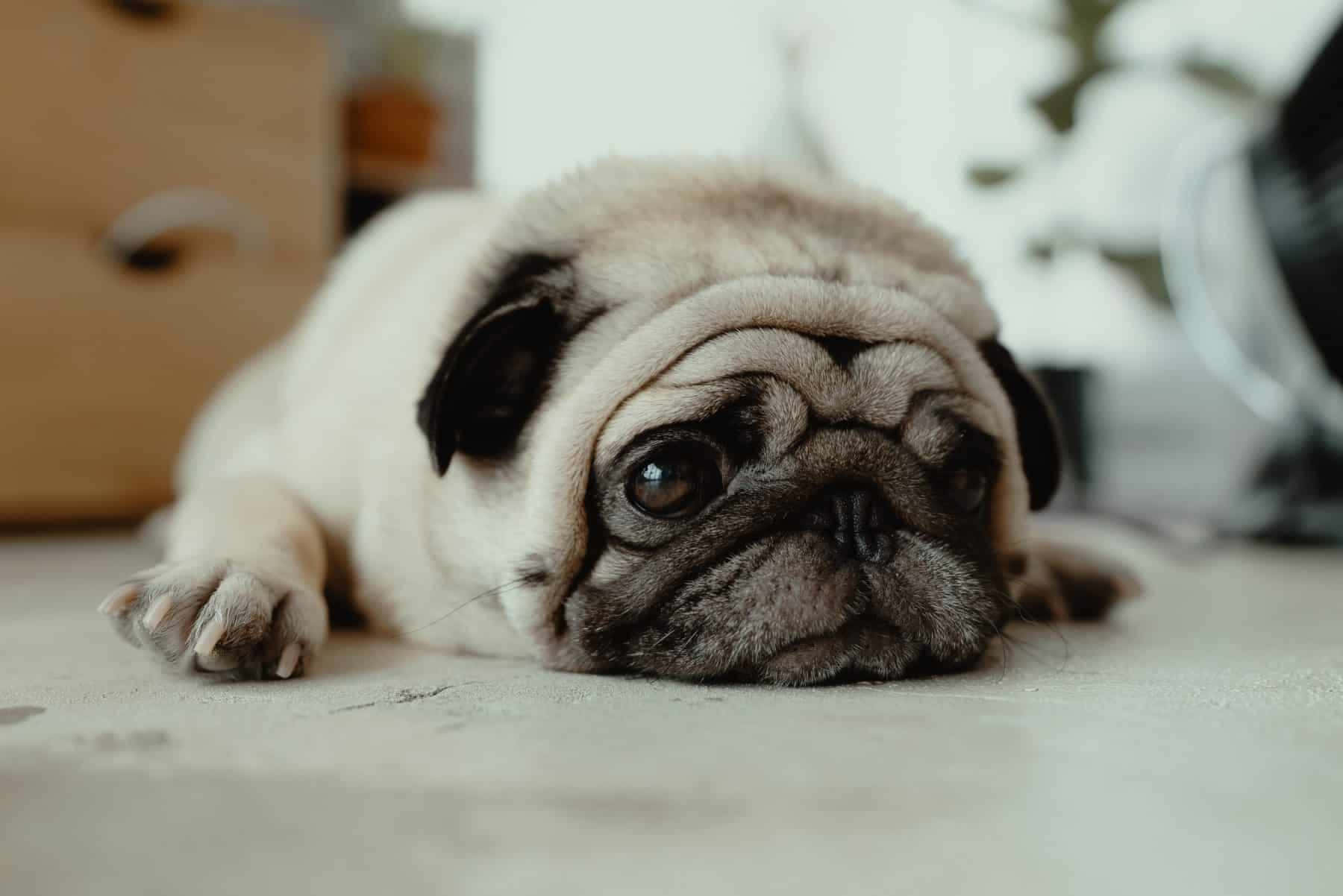 狗 桌布 壁紙 — 一隻皺巴巴的淺黃色巴哥犬幼犬躺在淺色地板上，用充滿靈魂的大眼睛向上凝視。