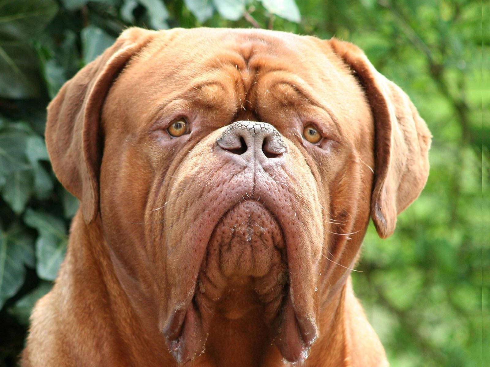 Big Dog 桌布 壁紙 — 一隻皺皮棕色狗的特寫，下垂的嘴巴和金色的眼睛，背景是模糊的綠色樹葉。