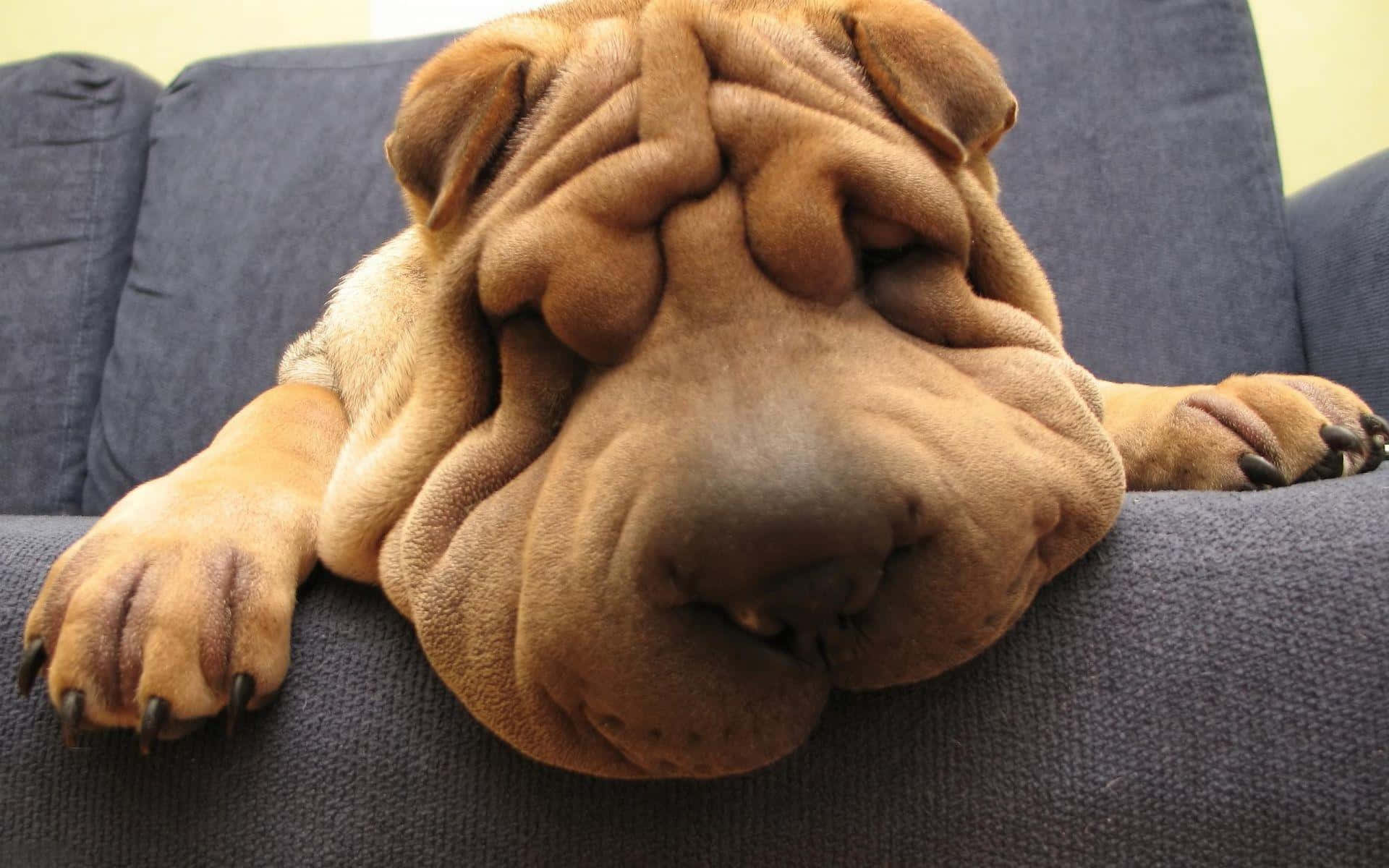Silly Dog 桌布 壁紙 — 一隻皺皮的棕色沙皮狗在深藍色沙發墊上，將爪子放在上面，睡得香甜。