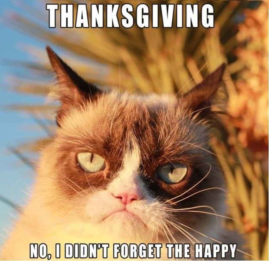 Thanksgiving Funny 桌布 壁紙 — 一隻皺眉瞇眼的暴躁貓咪，在模糊的沙漠背景和文字疊加下，強烈地凝視著。