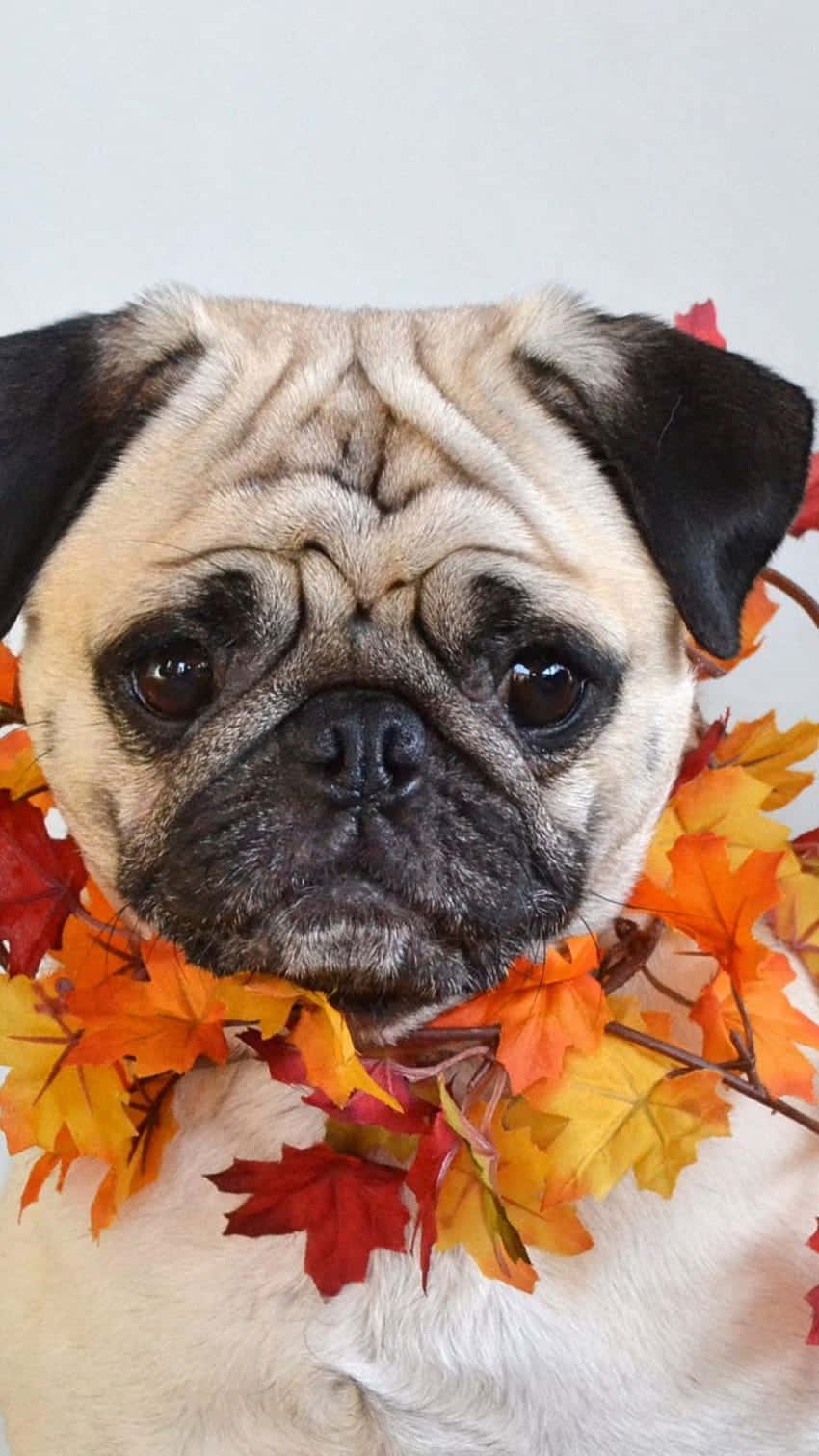 狗 桌布 壁紙 — 一隻皺紋巴哥犬戴著鮮豔的秋葉花環，背景為純白色。