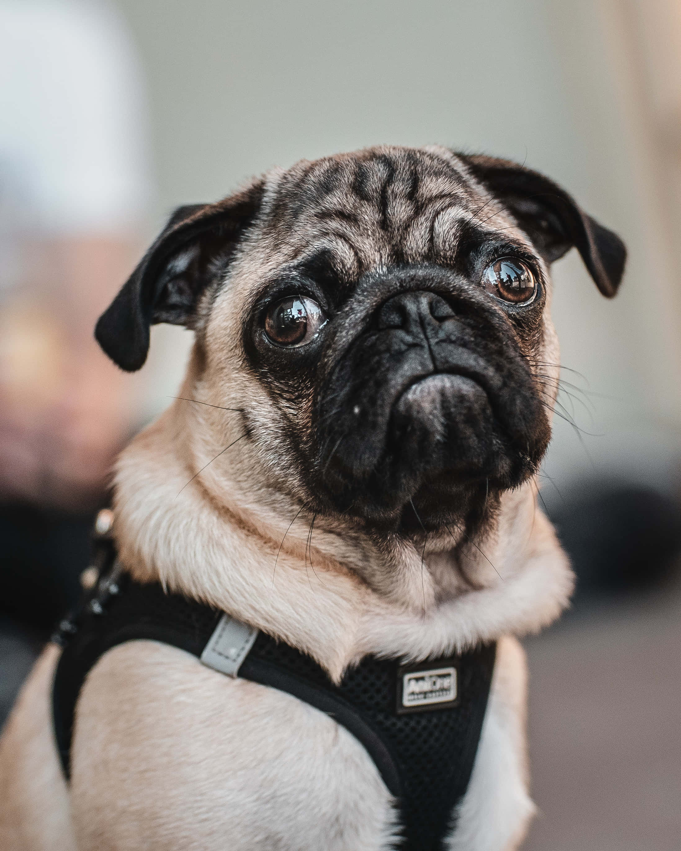 狗 桌布 壁紙 — 一隻皺紋巴哥犬戴著黑色胸背帶，眼神充滿靈魂，背景柔和模糊的特寫。