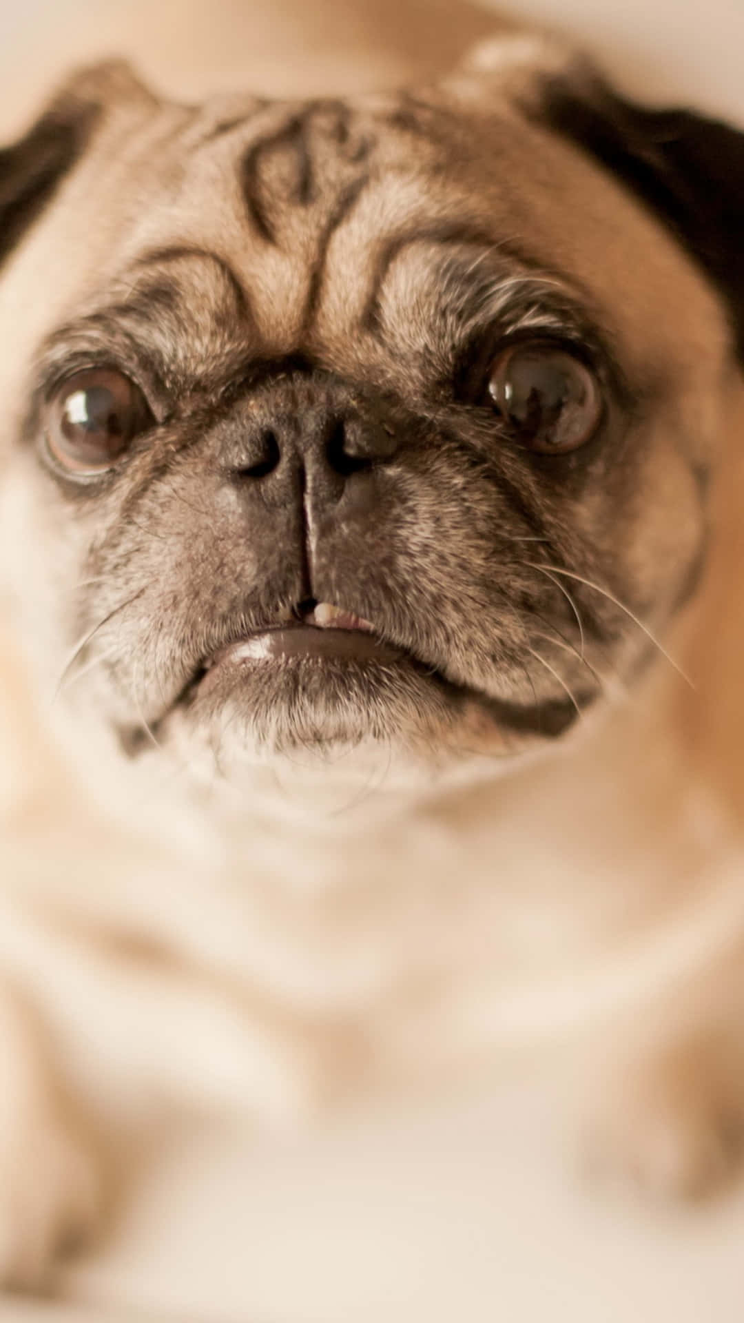 Pug 桌布 壁紙 — 一隻皺紋巴哥犬的特寫，大眼睛充滿靈魂，直視鏡頭。