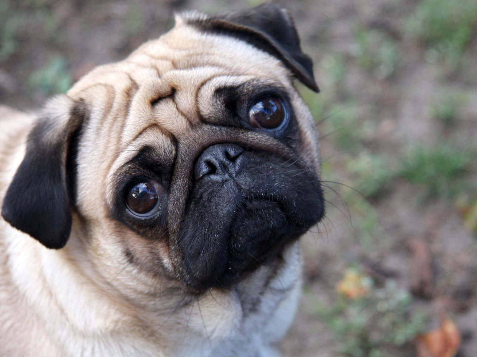 Pug 桌布 壁紙 — 一隻皺紋巴哥犬的特寫，有著大大的靈魂之眼，在戶外向上看著相機。