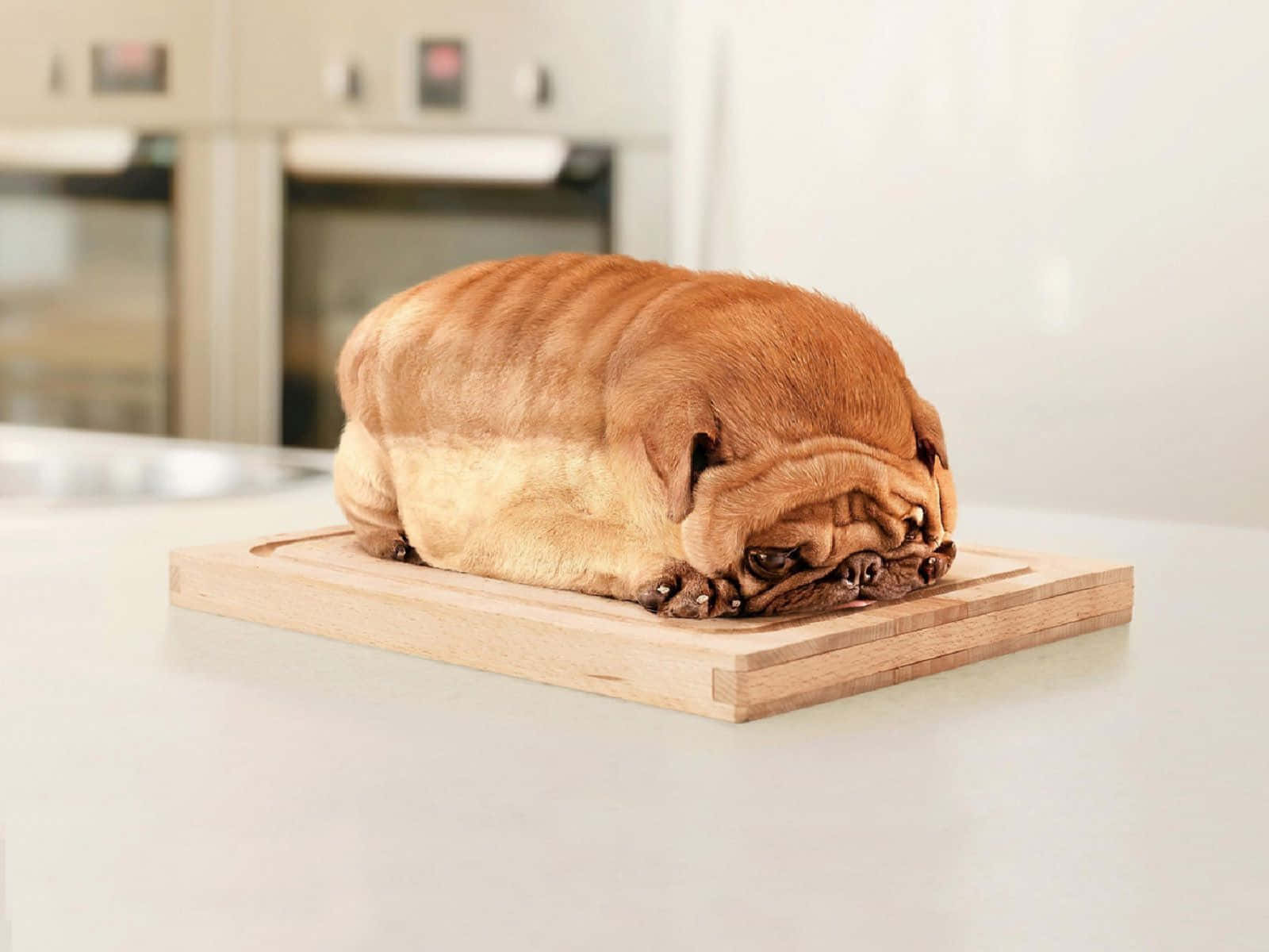 Funny Dog 桌布 壁紙 — 一隻皺紋巴哥犬蜷縮在明亮廚房的木製砧板上睡覺。