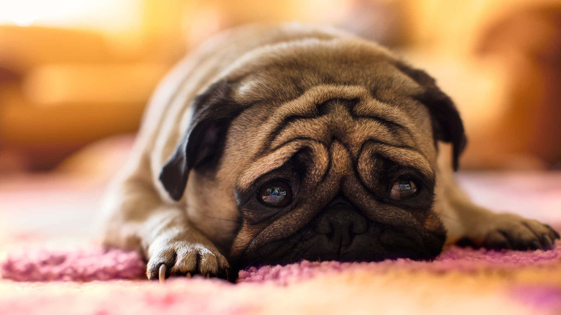 Pug 桌布 壁紙 — 一隻皺紋巴哥犬躺在粉紅色地毯上，柔和的金色燈光突顯其富有表情的眼睛和放鬆的姿態。