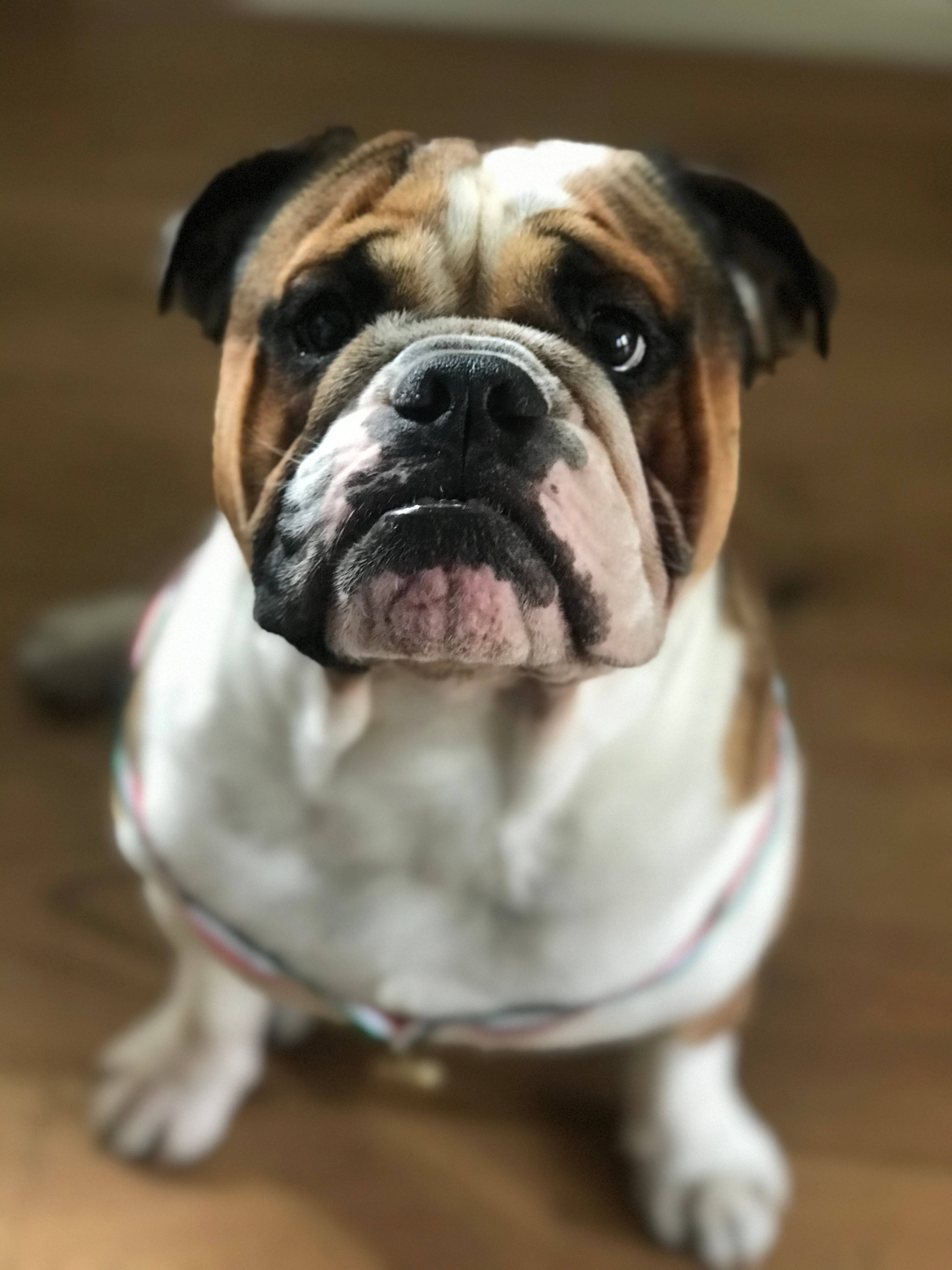 Bulldog 桌布 壁紙 — 一隻皺紋滿佈、毛色白啡相間的鬥牛犬近距離特寫，坐在木地板上，睜大眼睛向上望。