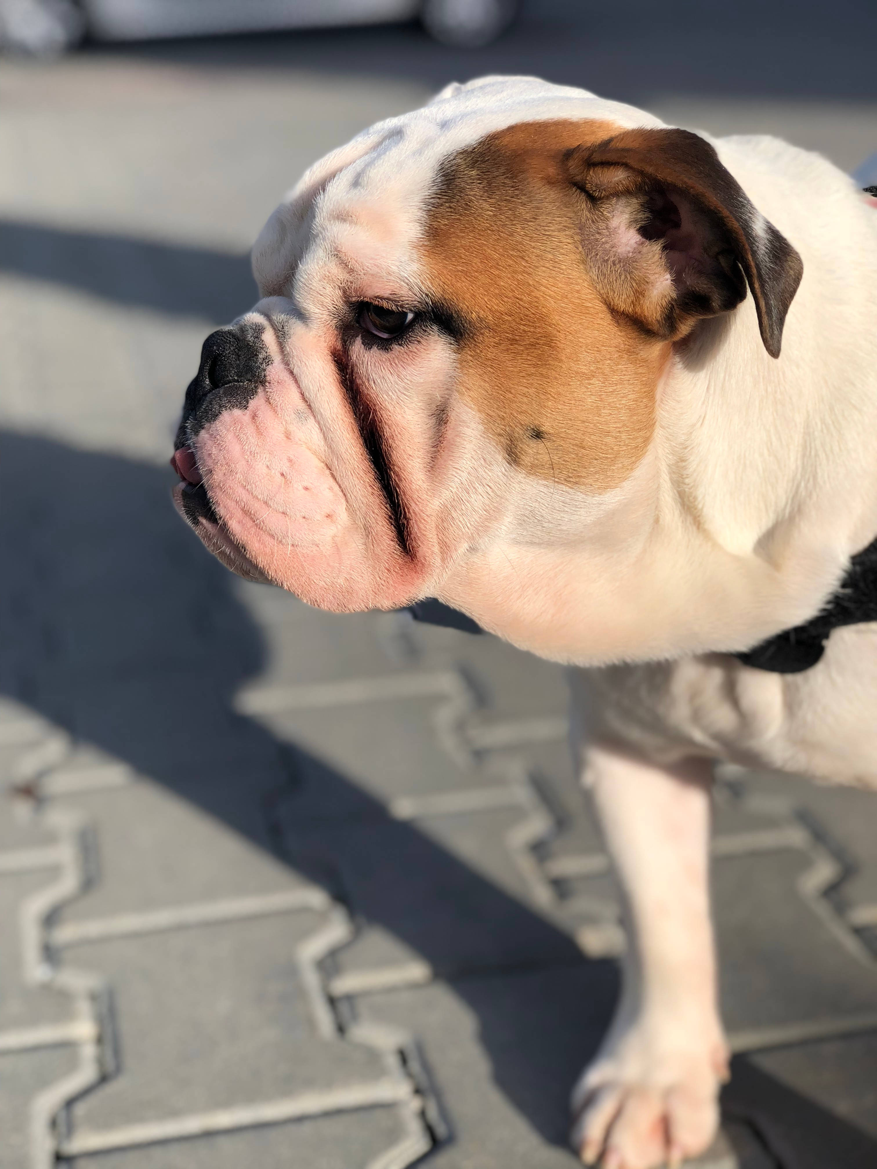 可愛狗狗 桌布 壁紙 — 一隻皺紋滿面的鬥牛犬，毛色白啡相間，在明亮的陽光下站在鋪砌的人行道上，特寫鏡頭。
