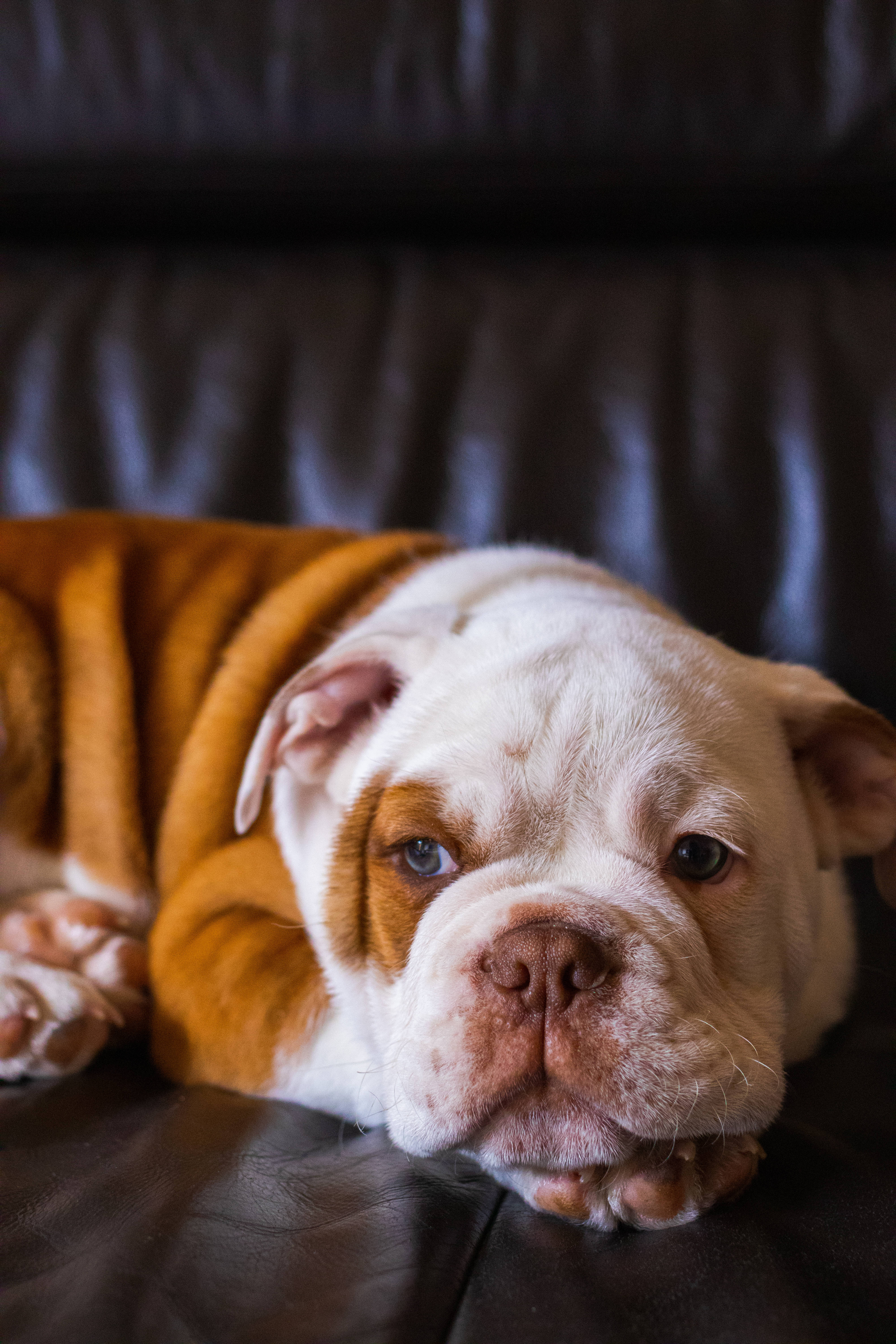 Bulldog 桌布 壁紙 — 一隻皺紋滿面的鬥牛犬，毛色白棕相間，將頭靠在深棕色皮沙發上，溫柔地凝視鏡頭。