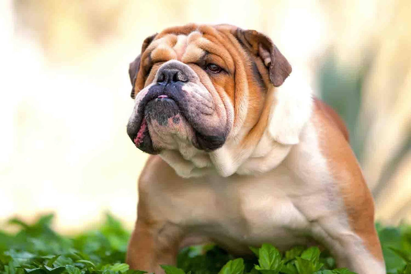 Bulldog 桌布 壁紙 — 一隻皺紋滿面的鬥牛犬伸出粉紅色舌頭，在柔和的日光下躺在茂密的綠草中休息。