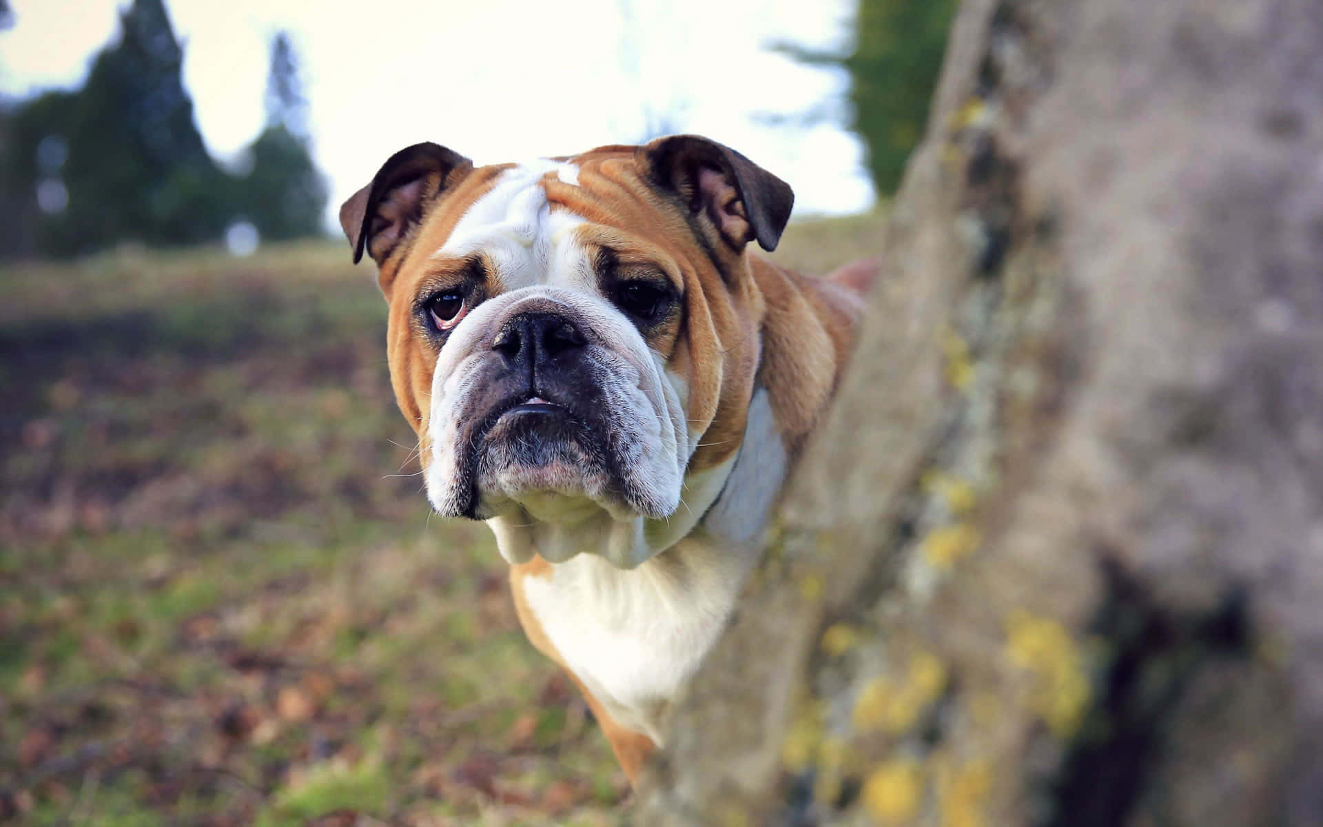 鬥牛犬 桌布 壁紙 — 一隻皺紋滿面的鬥牛犬從長滿苔蘚的樹幹後方，在草地上窺視的特寫。