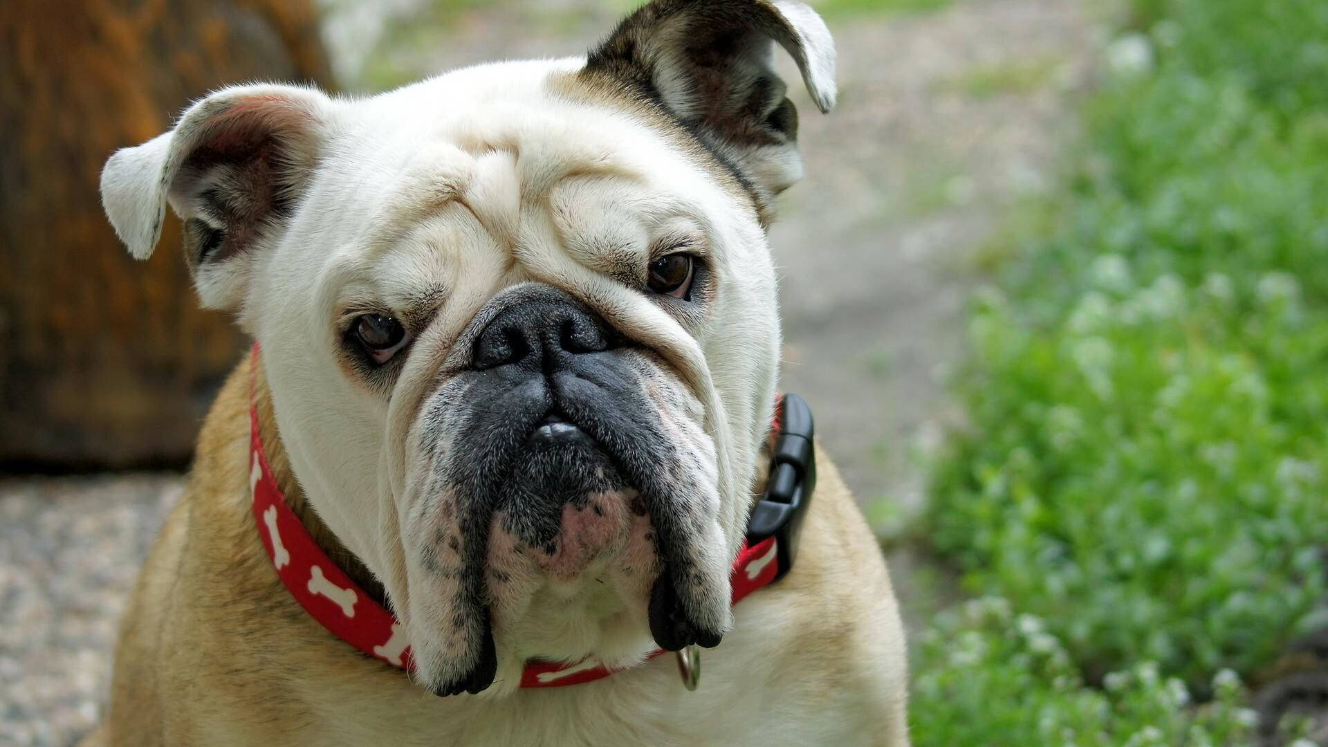 Bulldog 桌布 壁紙 — 一隻皺紋滿面的鬥牛犬戴著紅色骨頭圖案項圈，在戶外專注地凝視相機的特寫。