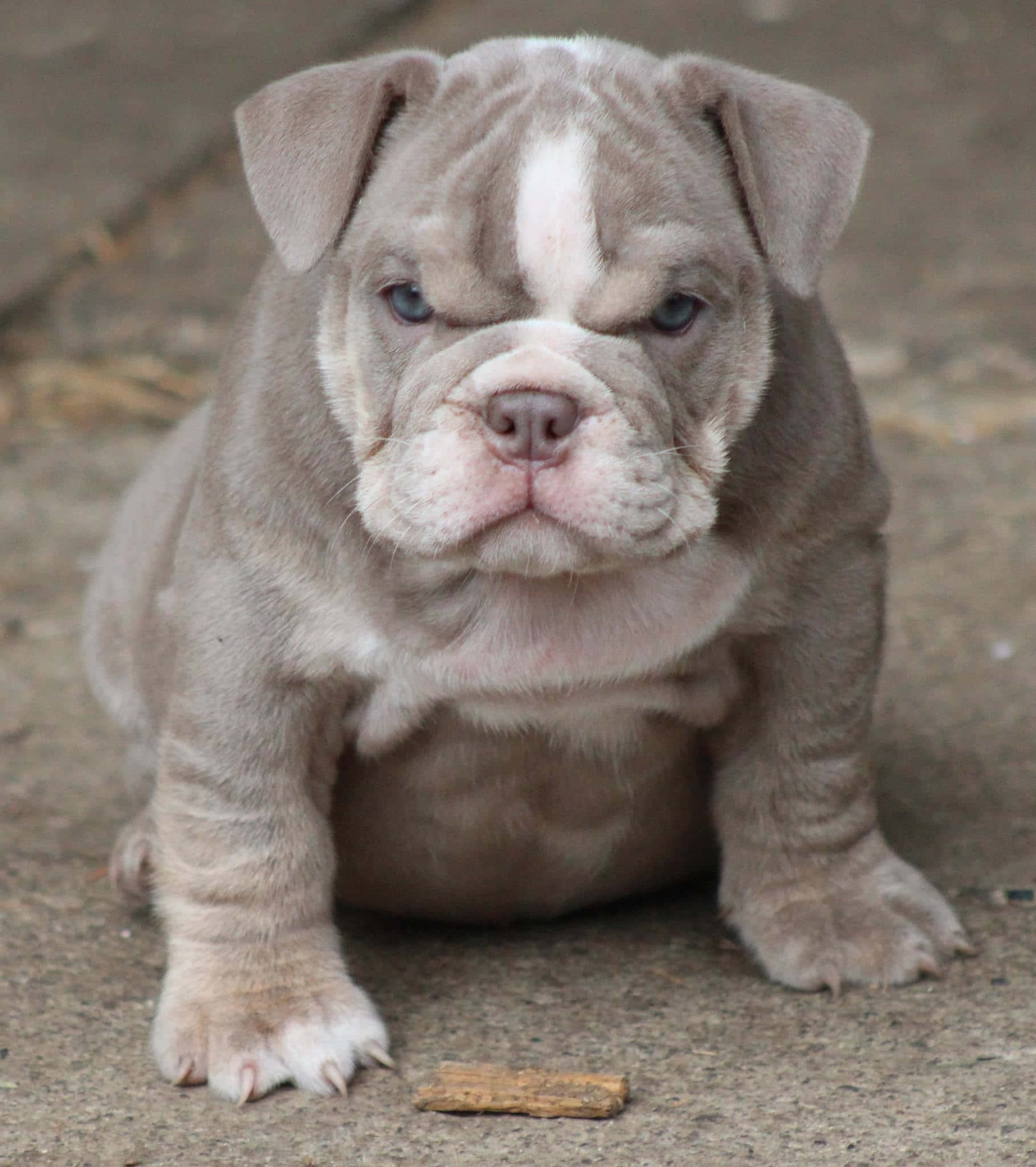 Bulldog 桌布 壁紙 — 一隻皺紋灰色鬥牛犬幼犬，藍色眼睛，坐在混凝土上，專注地盯著相機。