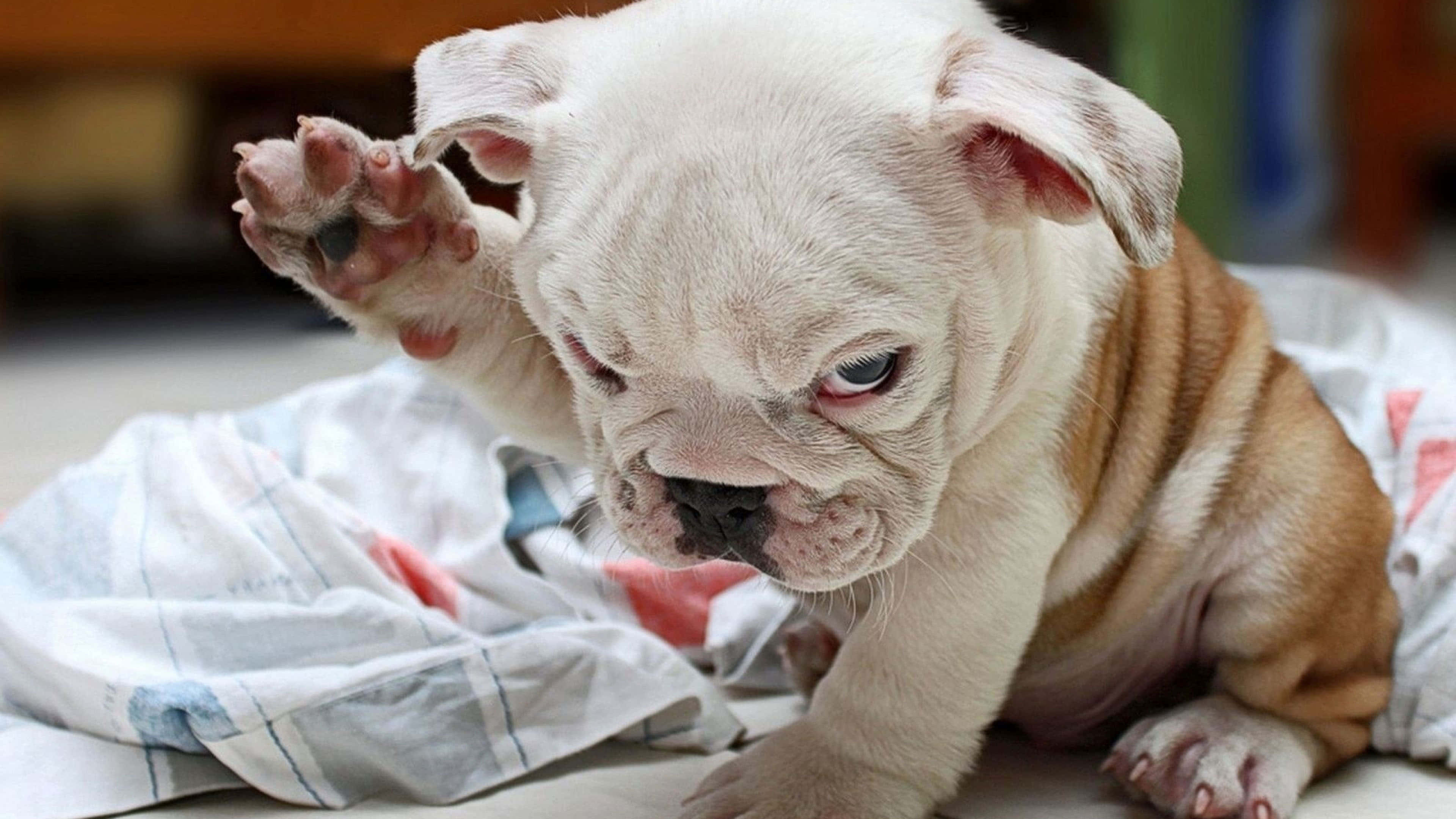 Bulldog 桌布 壁紙 — 一隻皺紋白色和棕褐色鬥牛犬幼犬，一隻爪子抬起，坐在有圖案的毯子上，帶著睡眼惺忪的表情向下看。