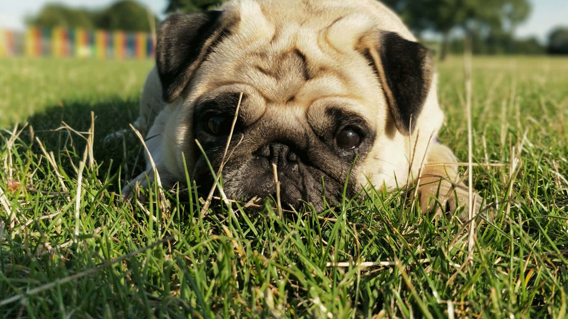 狗 桌布 壁紙 — 一隻皺紋的淺黃色巴哥犬在明亮的陽光下，背景有色彩繽紛的圍欄，平靜地躺在充滿活力的綠草中。