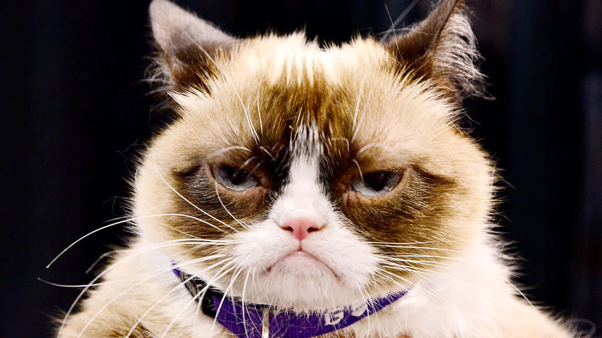 Grumpy Cat 桌布 壁紙 — 一隻皺著眉頭、嘴角下垂、戴著紫色項圈的貓咪特寫，表情看起來脾氣暴躁。