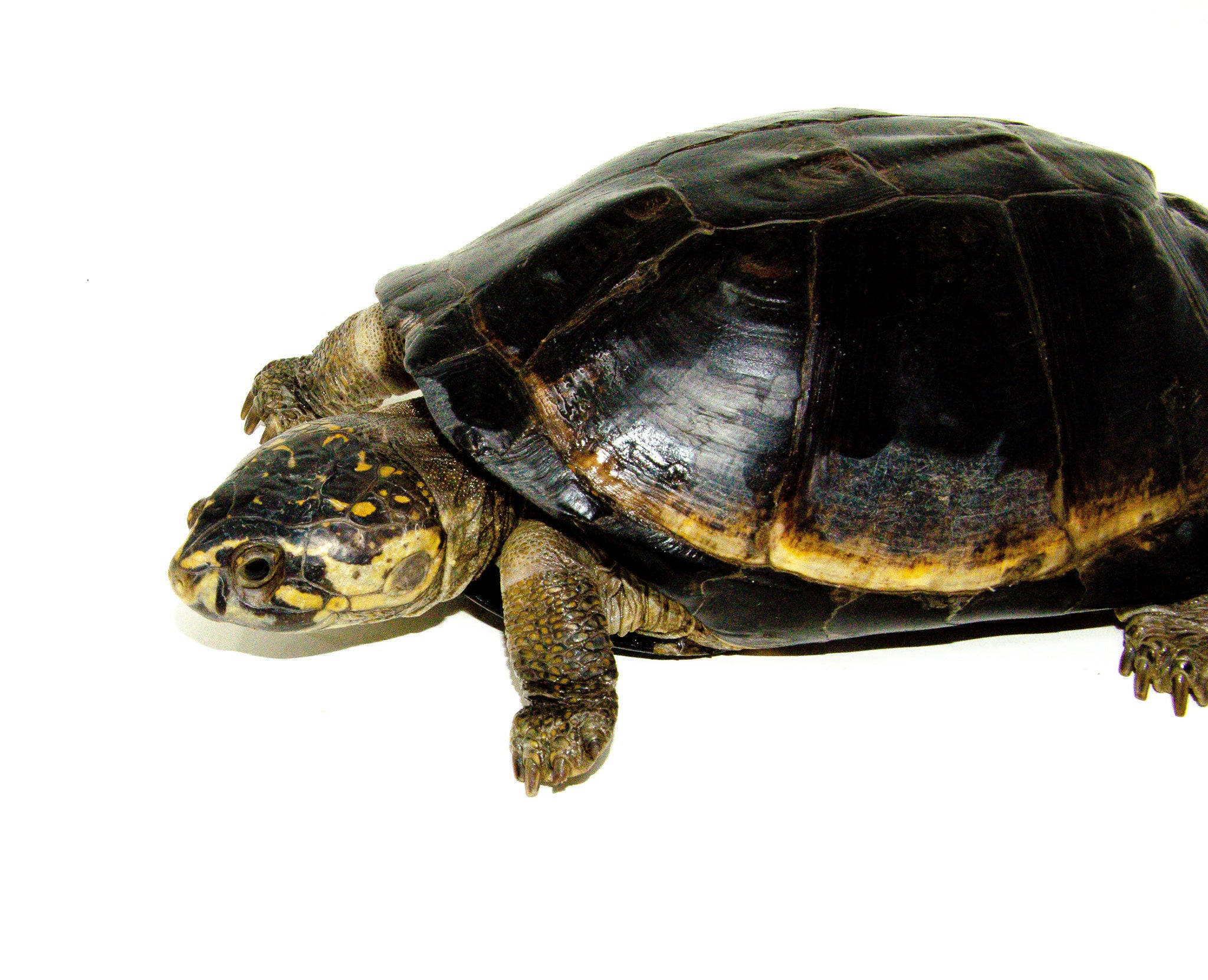 Turtle 桌布 壁紙 — 一隻盒龜的特寫，龜殼深色，頭部有黃色斑紋，背景為純白色。