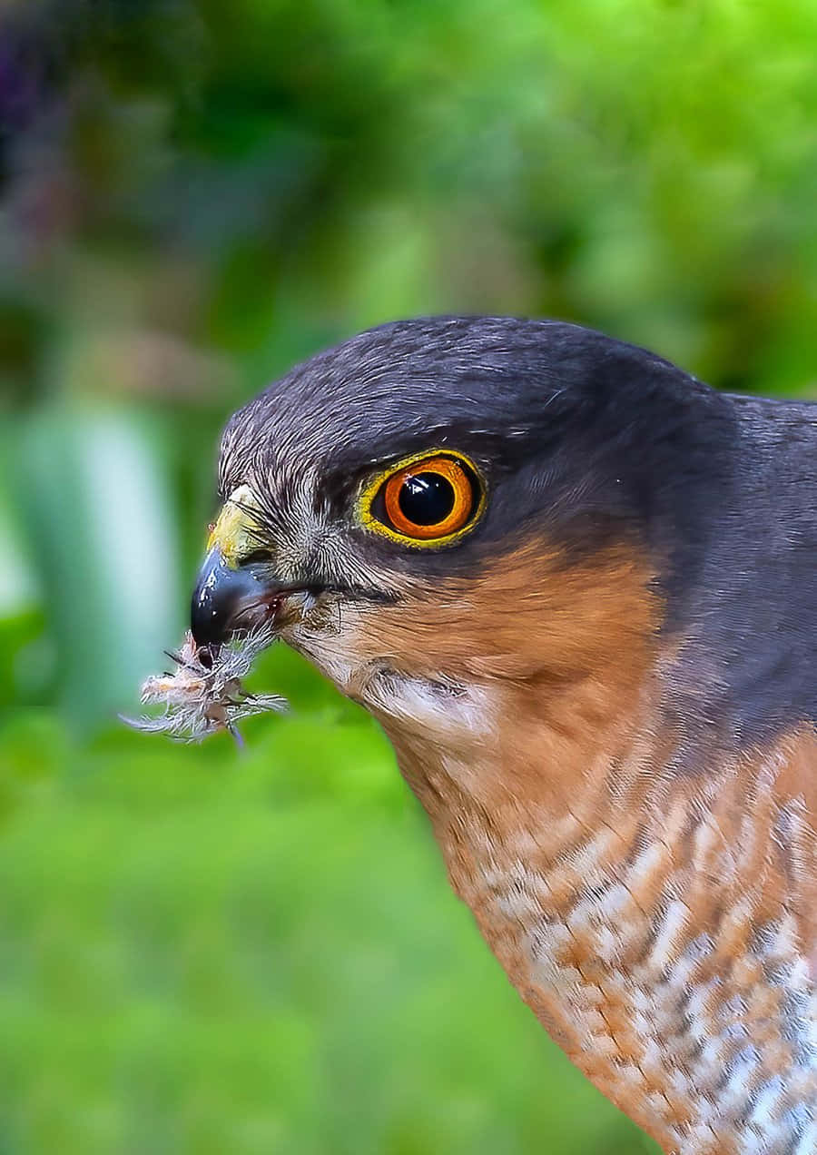 Sparrow Hawk 桌布 壁紙 — 一隻目光銳利、擁有橙色眼睛和棕色羽毛的鷹，在模糊的綠色背景下用喙叼著獵物的特寫。