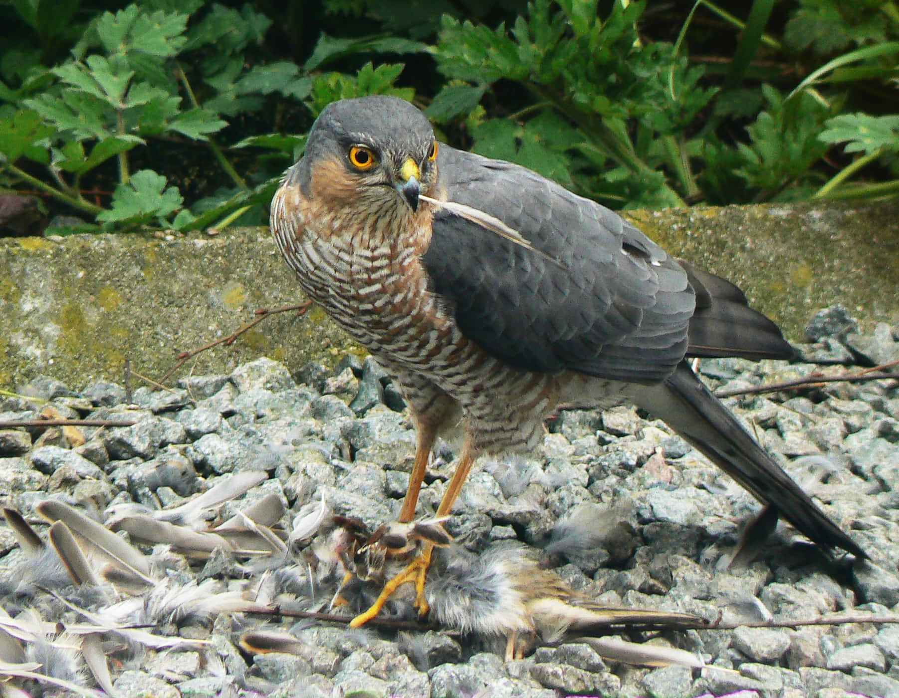 Sparrow Hawk 桌布 壁紙 — 一隻目光銳利、擁有橙色眼睛和灰色羽毛的鷹站在礫石上，用爪子抓著一隻被捕獲的鳥，周圍散落著羽毛。