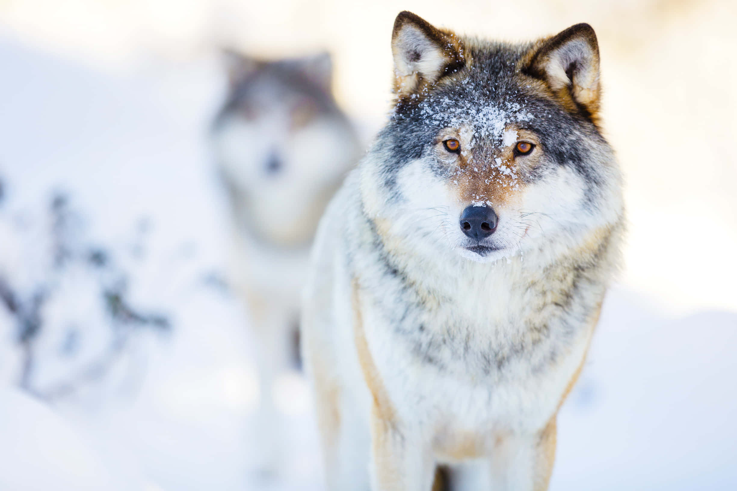 Wolf In Winter 桌布 壁紙 — 一隻目光銳利、毛上沾雪的狼在明亮的雪景中向前凝視，身後另一隻狼模糊不清。