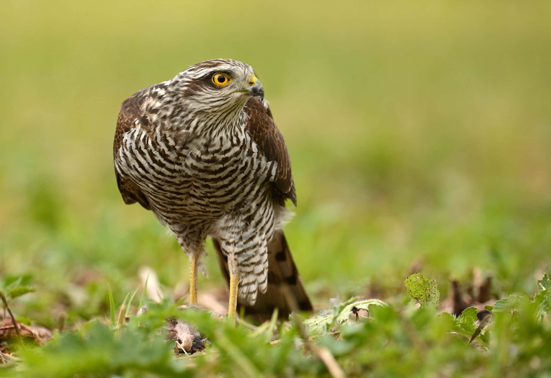 Sparrow Hawk 桌布 壁紙 — 一隻目光銳利的鷹，帶有棕色和白色條紋羽毛，警覺地站在充滿活力的綠草中。