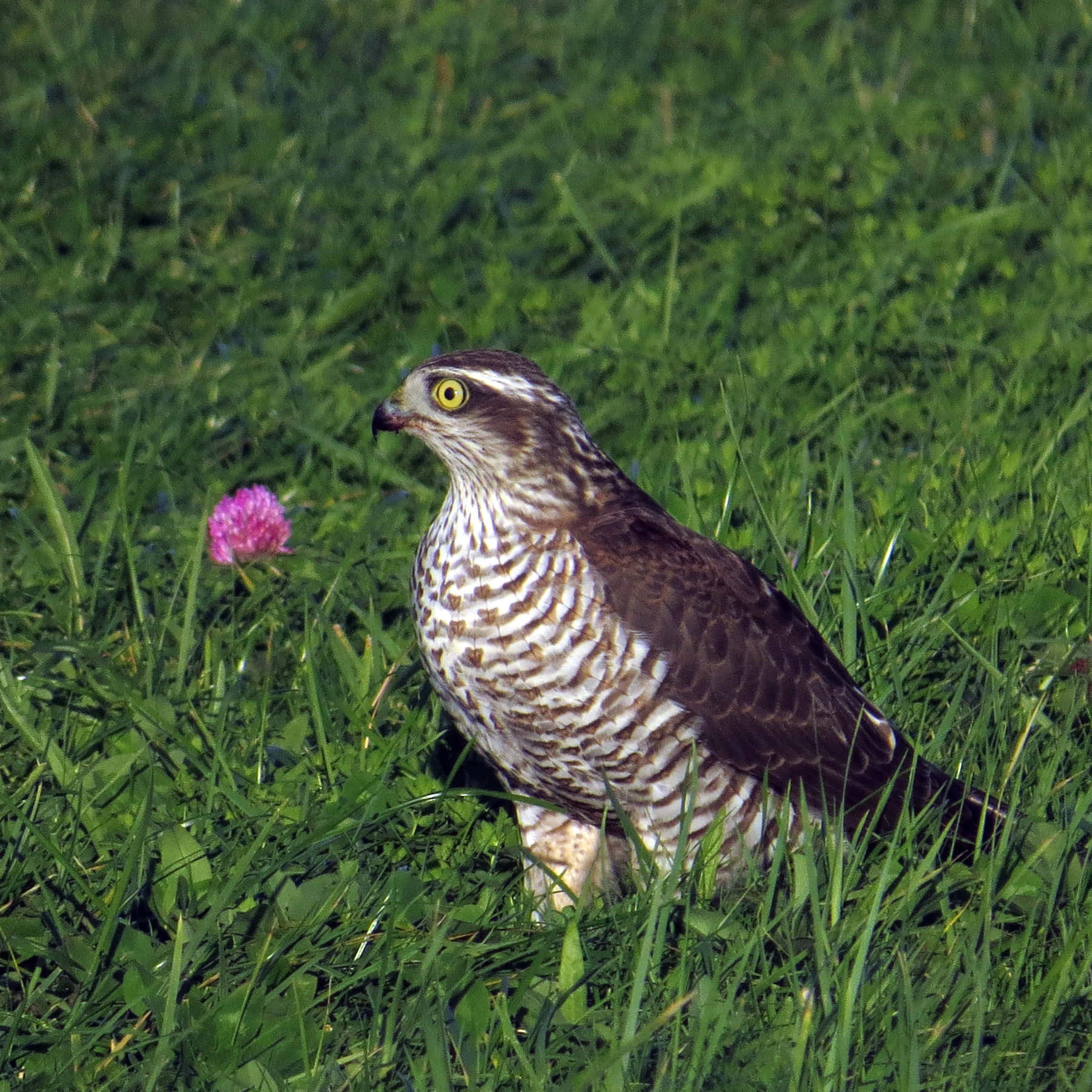 Sparrow Hawk 桌布 壁紙 — 一隻目光銳利的鷹，帶有棕色和白色條紋的羽毛，警覺地站在充滿活力的綠色草地上，旁邊是一朵粉紅色的三葉草花。
