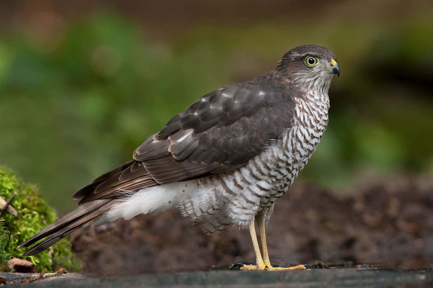 Sparrow Hawk 桌布 壁紙 — 一隻目光銳利的鷹，胸前有條紋，黃色的腿，警覺地站在長滿苔蘚的地面上，背景是柔和的綠色模糊。